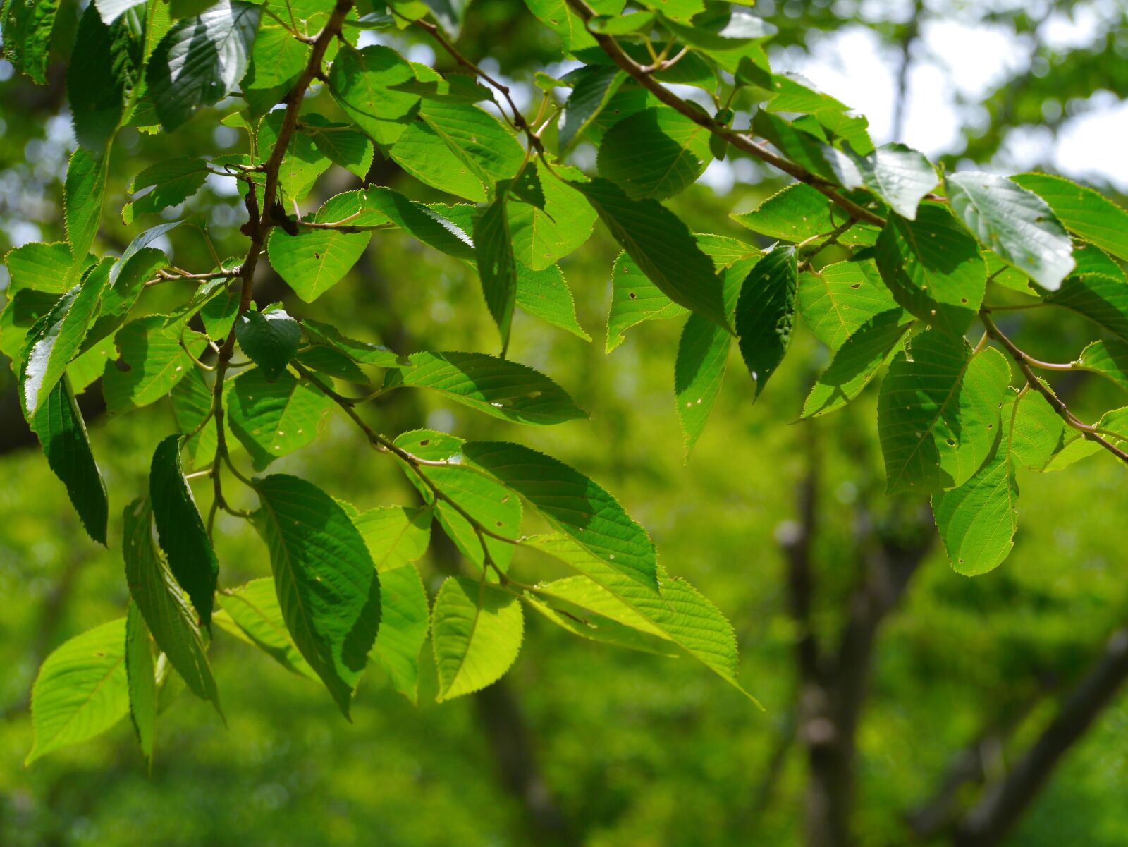 Panasonic Lumix DMC-GX1 sample photo. Cherry blossoms, leaf, branches photography