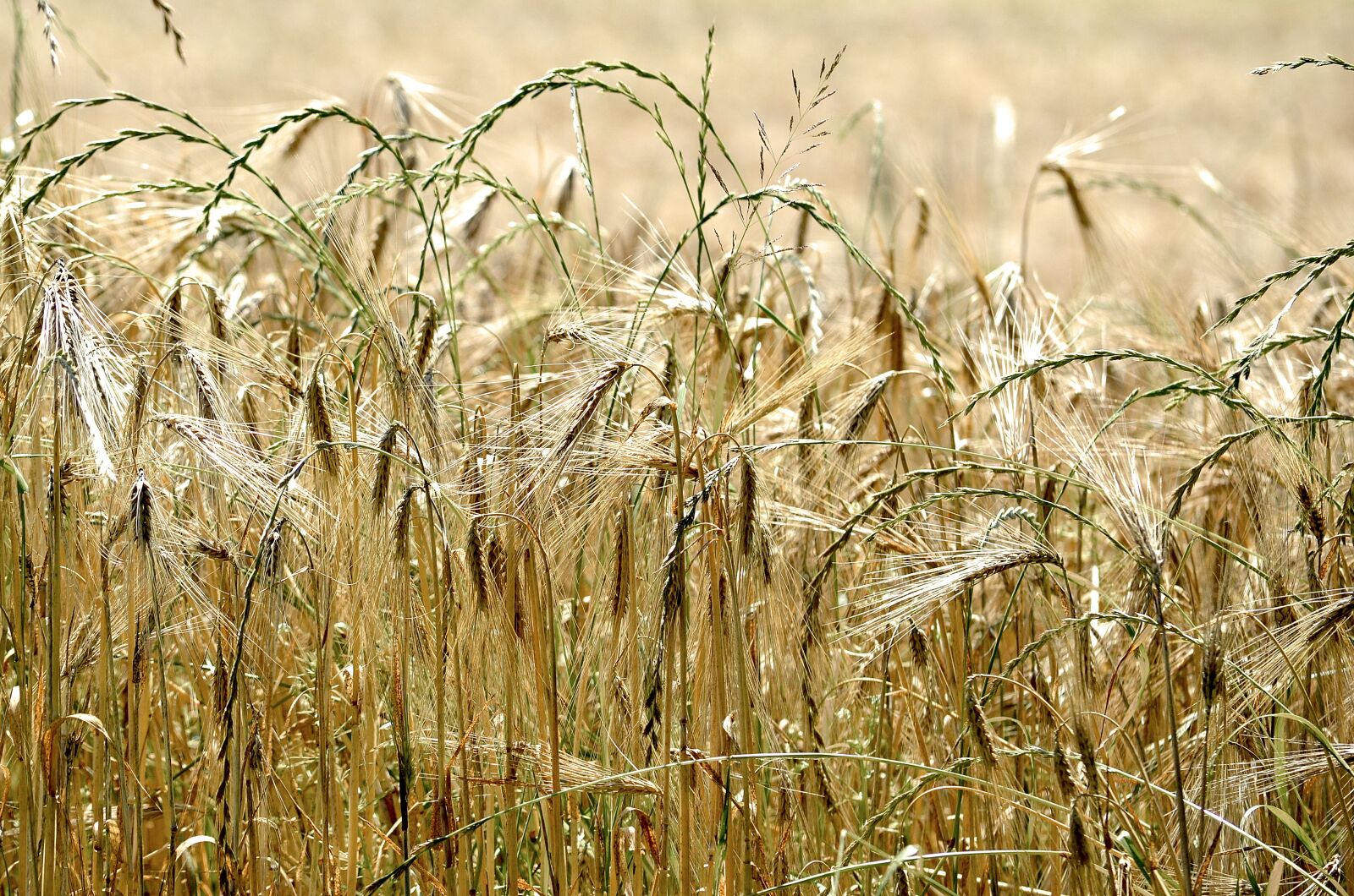 Nikon D5100 sample photo. Cereals, yellow, spike photography