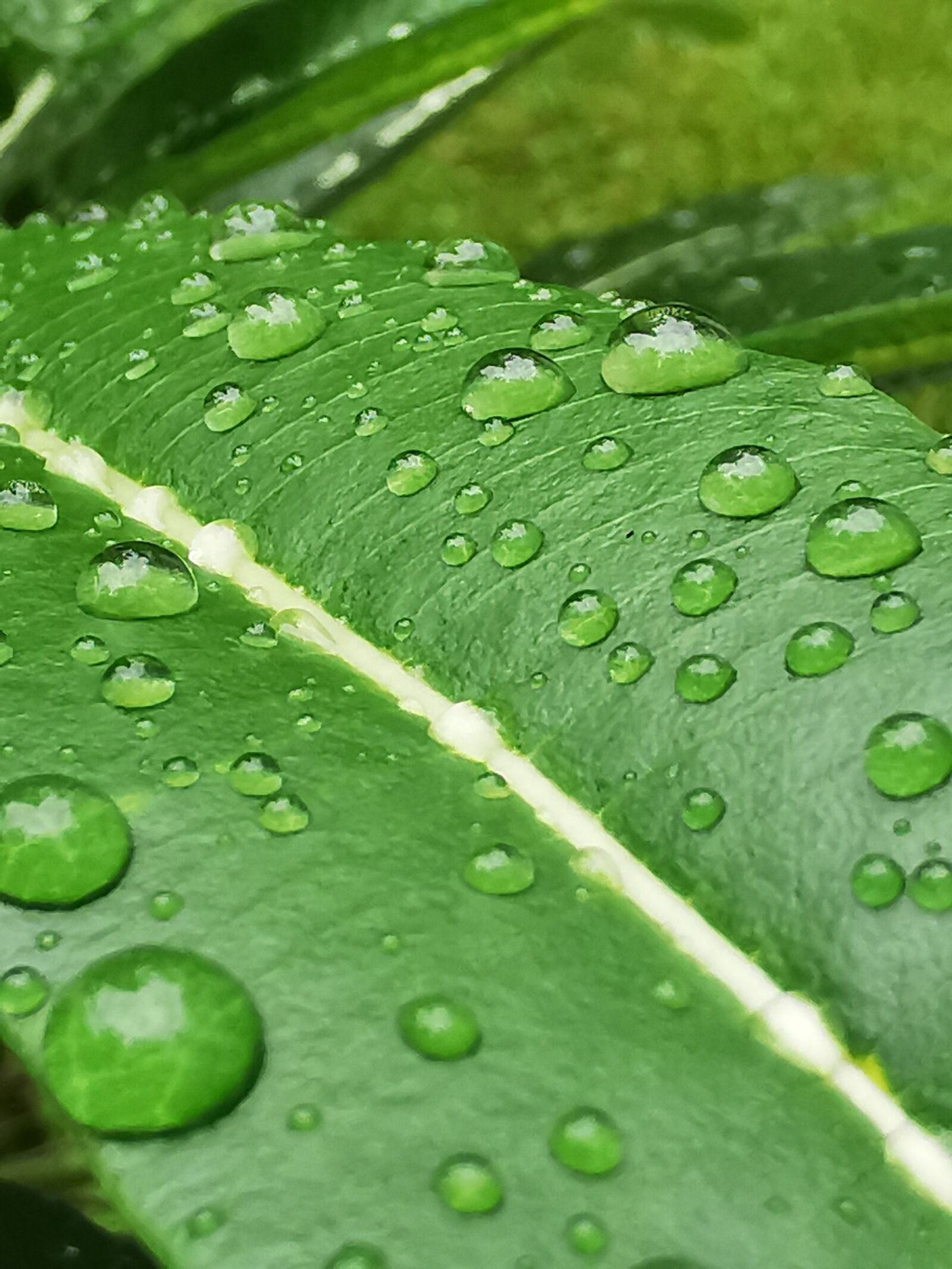 HUAWEI P30 Pro sample photo. Water, drops, rain photography