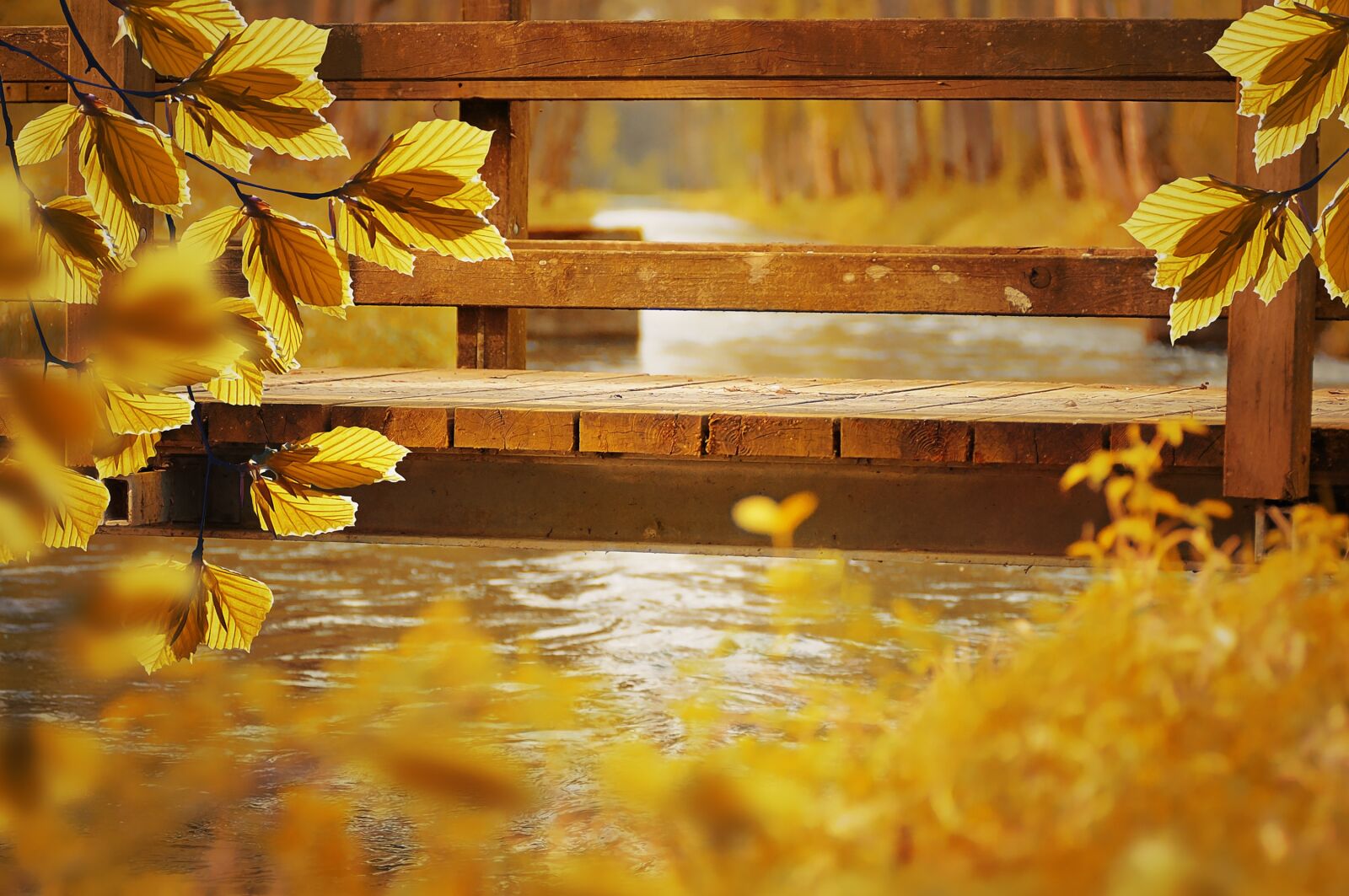 Nikon D300 sample photo. Bridge, water, leaves photography