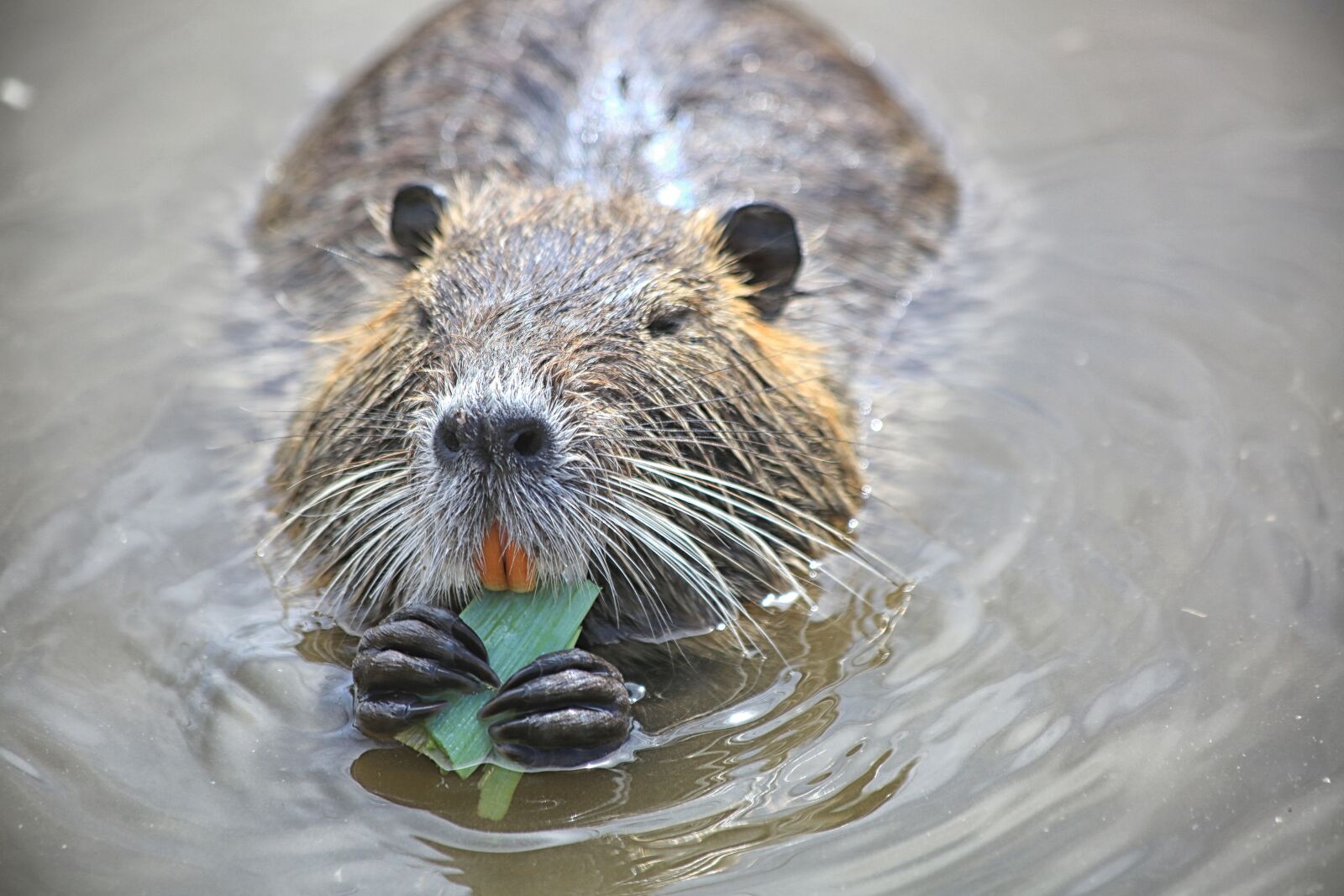 Canon EF 70-300mm F4-5.6 IS USM sample photo. Animal, cute, mammal photography