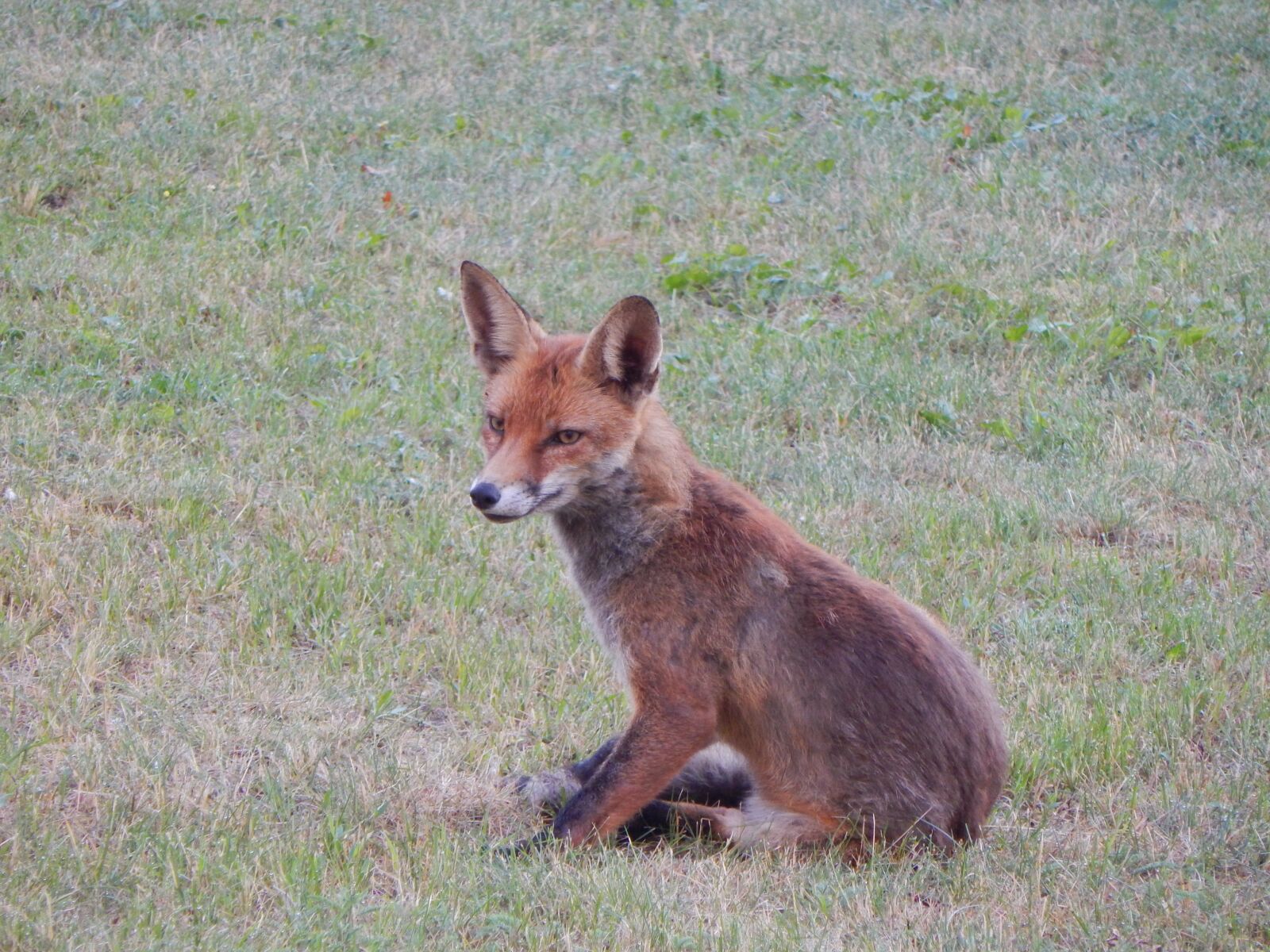 Nikon Coolpix L830 sample photo. Fuchs, forest animals, predator photography