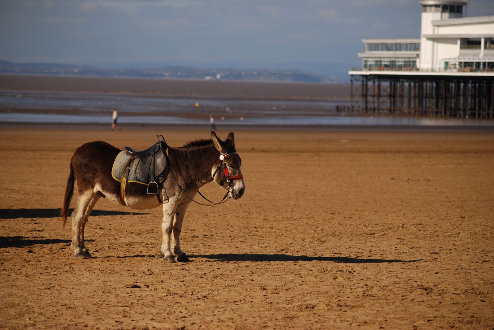 Nikon D60 sample photo. Beach, donkey, saddle photography