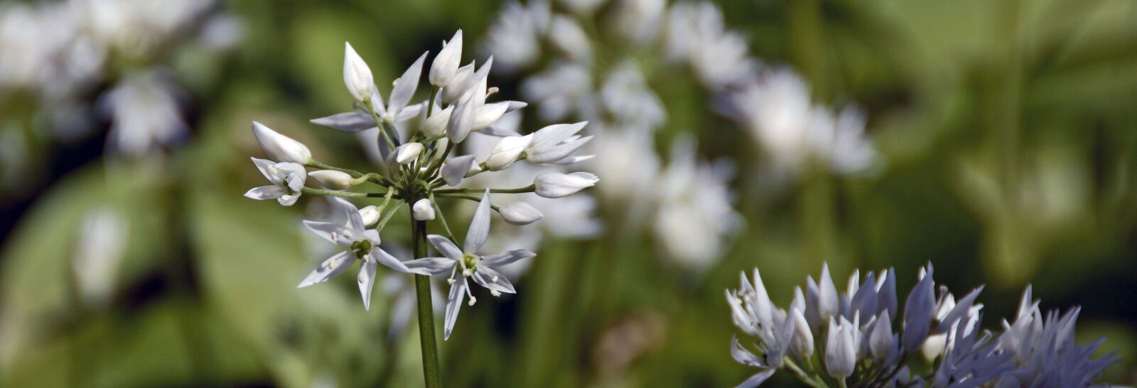 Nikon D7100 sample photo. Bear's garlic, plant, nature photography