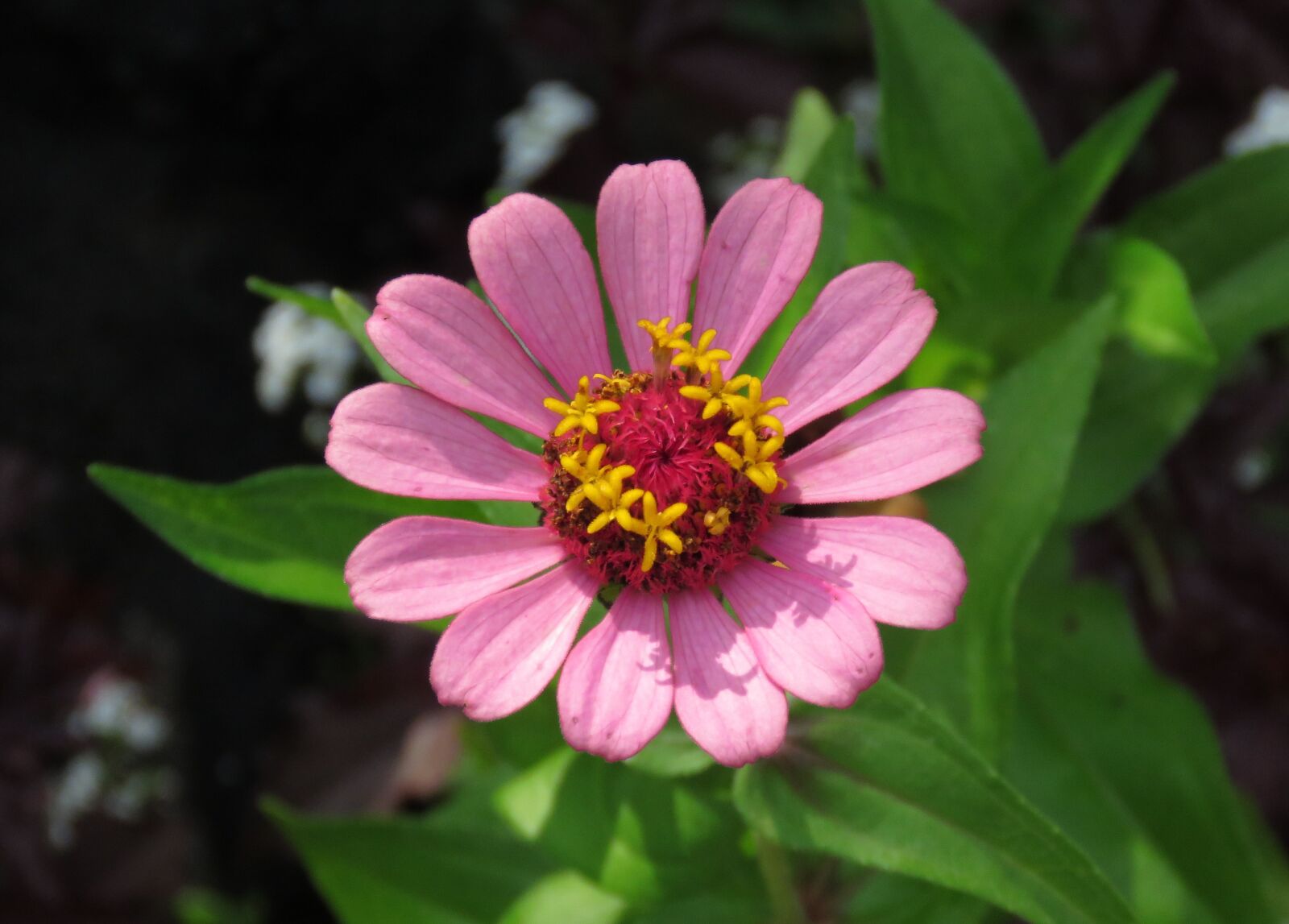 Canon PowerShot SX60 HS sample photo. Nature, summer, flower photography