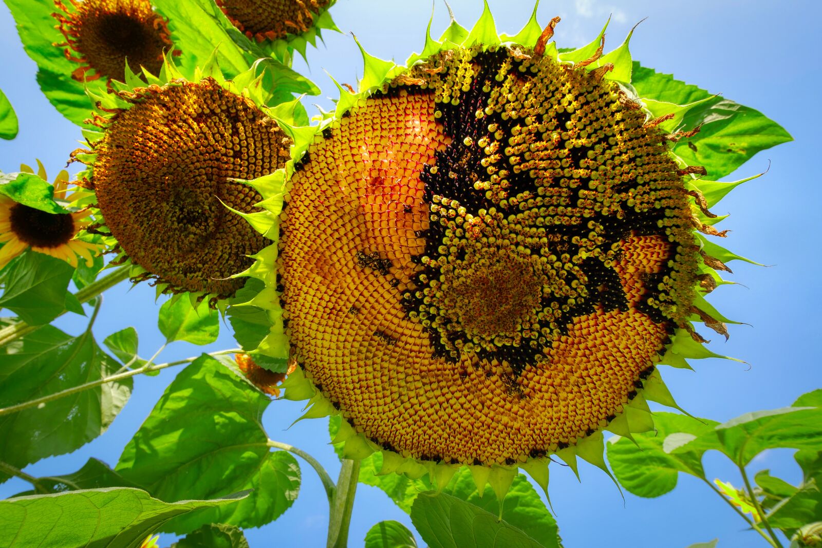 Panasonic Lumix DMC-GX8 sample photo. Sunflower, cores, seeds photography