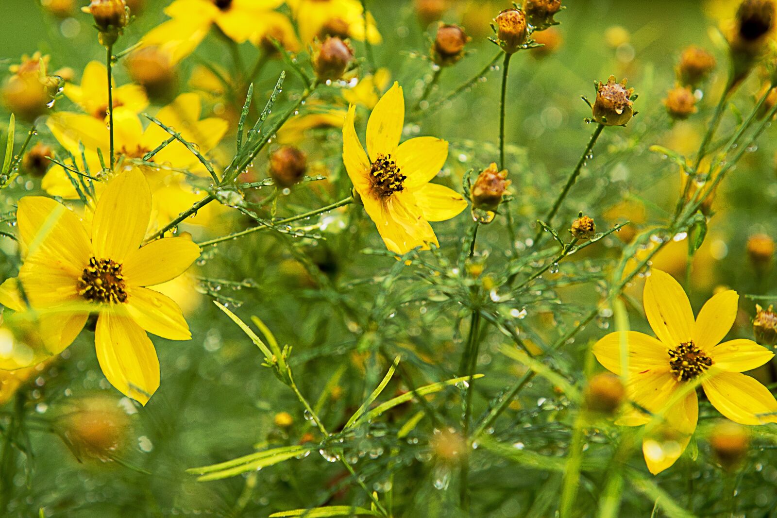Nikon D600 sample photo. Flower, summer, summer flowers photography