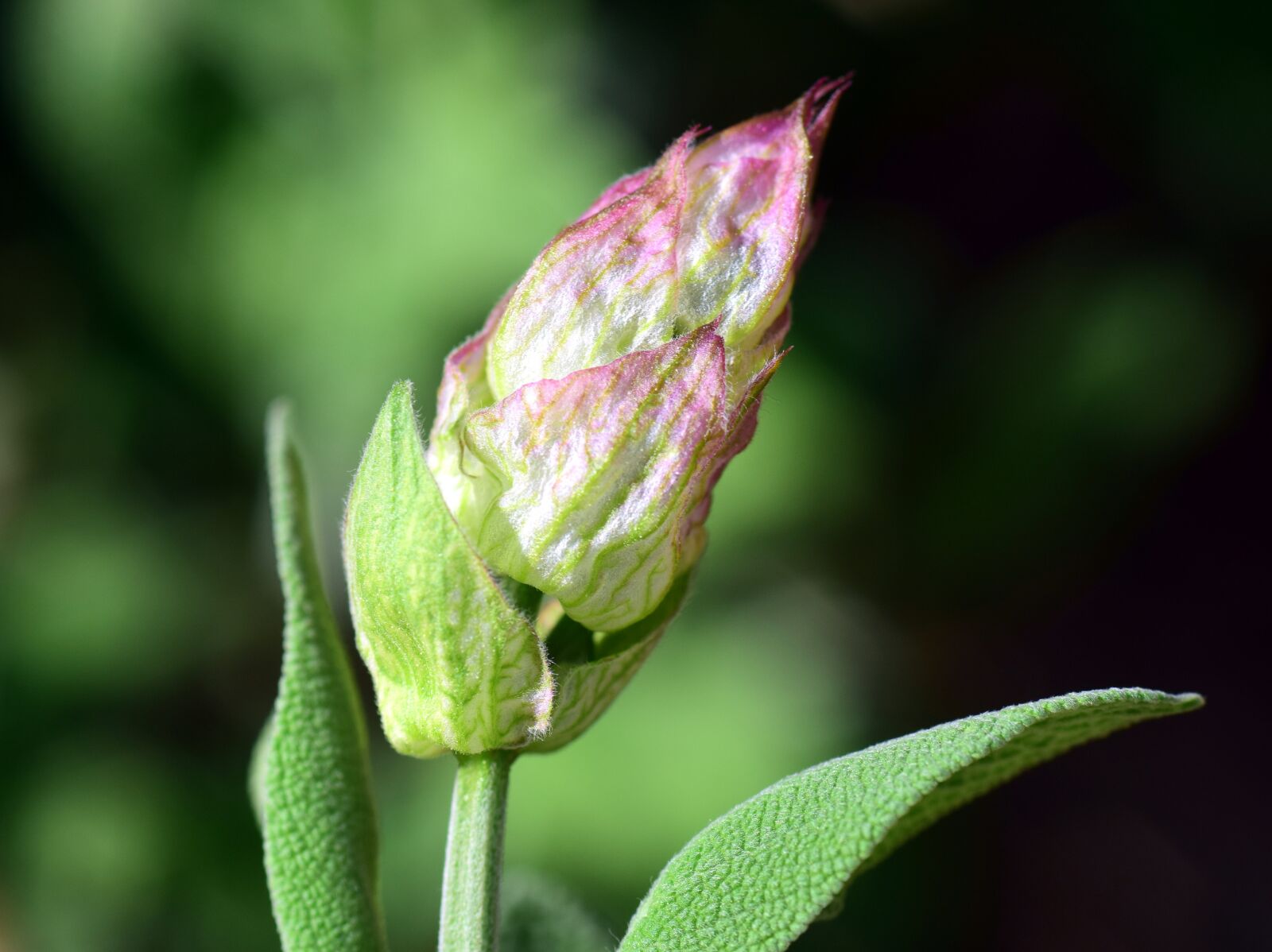 Nikon D3300 sample photo. Sage, sage flower, sage photography
