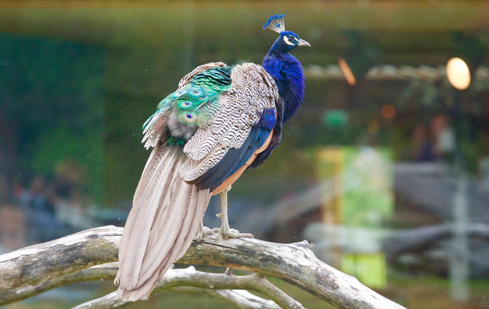 Canon EOS 5D Mark III sample photo. Peacock, pen, bird photography