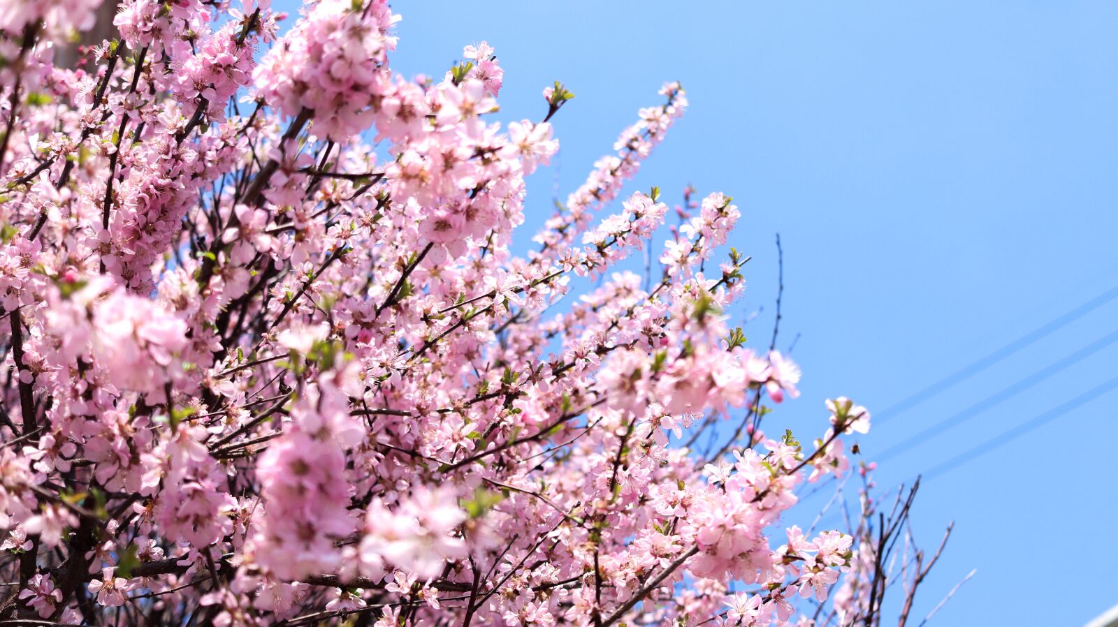 Canon EF-S 24mm F2.8 STM sample photo. Flowers, spring, nature photography