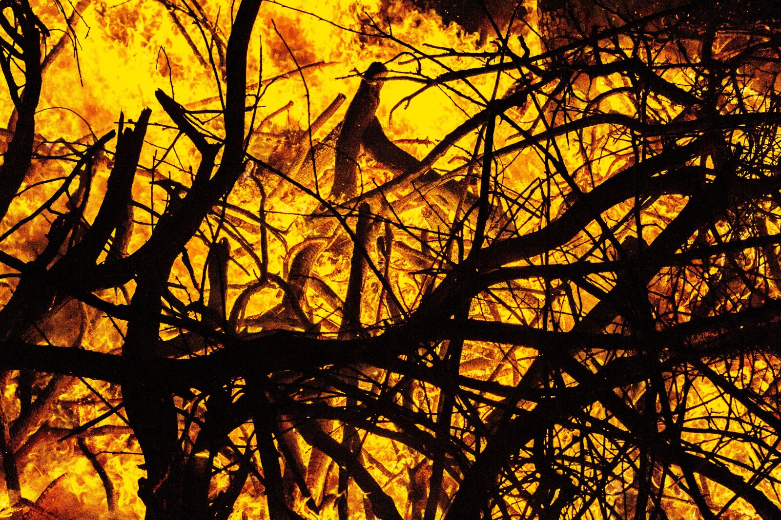 Tokina AT-X Pro 50-135mm F2.8 DX sample photo. Burning, bushes, chaos photography
