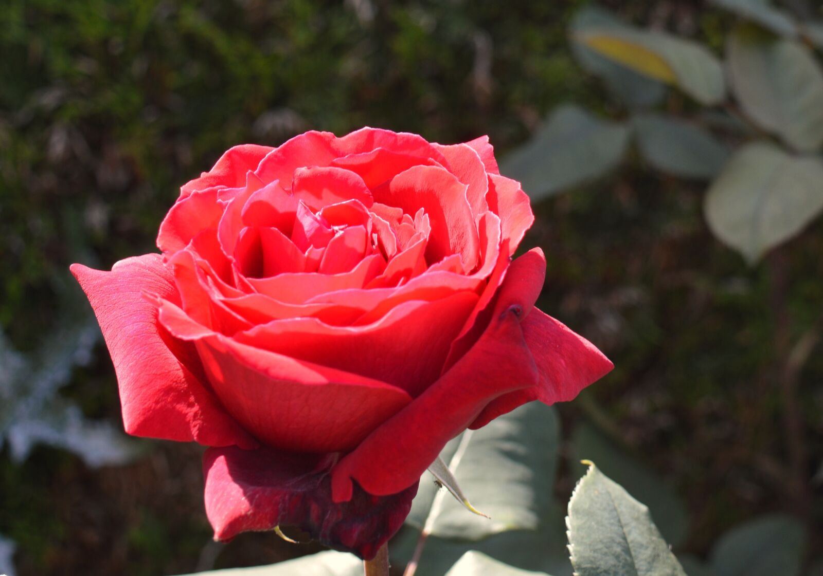 Nikon D3200 sample photo. Rose, red rose, blossom photography