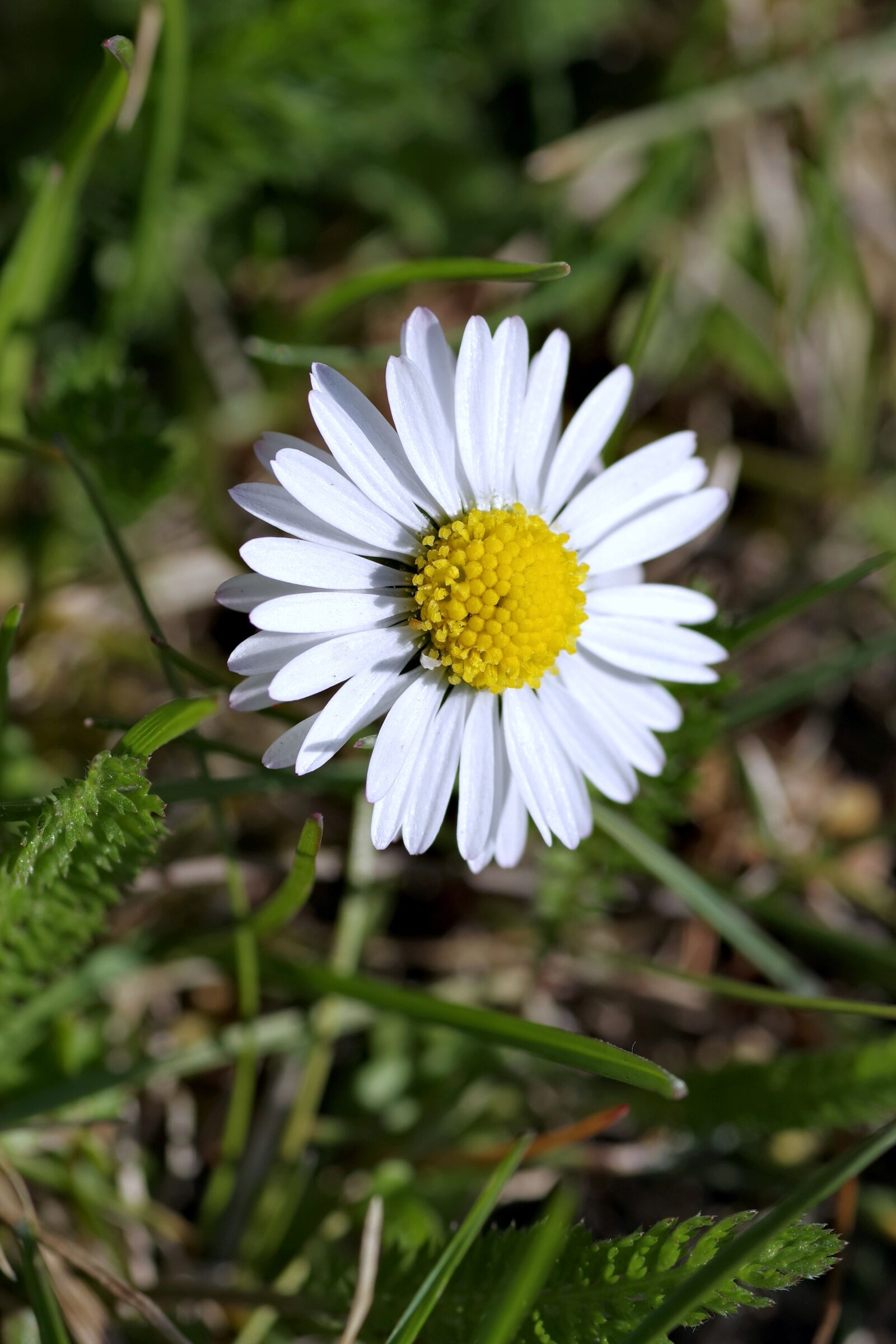 Pentax K-S2 sample photo. Daisy, single, flower photography