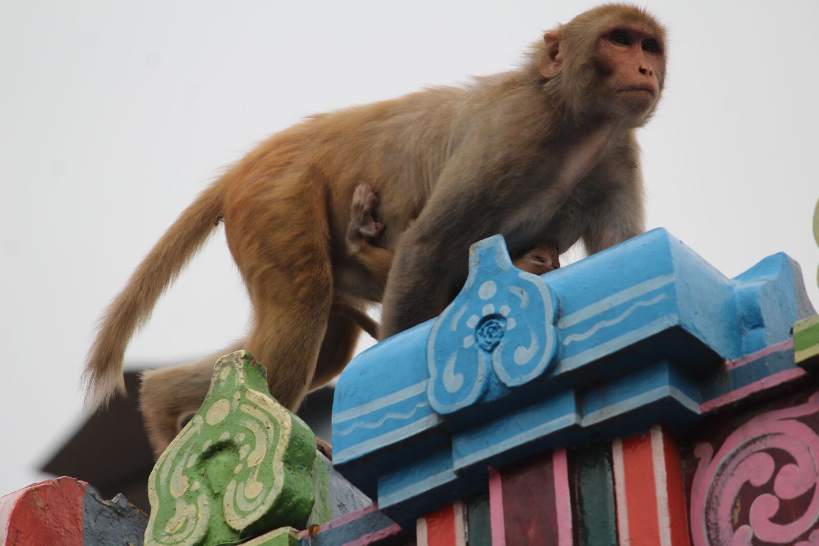Canon EOS 1200D (EOS Rebel T5 / EOS Kiss X70 / EOS Hi) sample photo. Monkey, animal, mammal photography