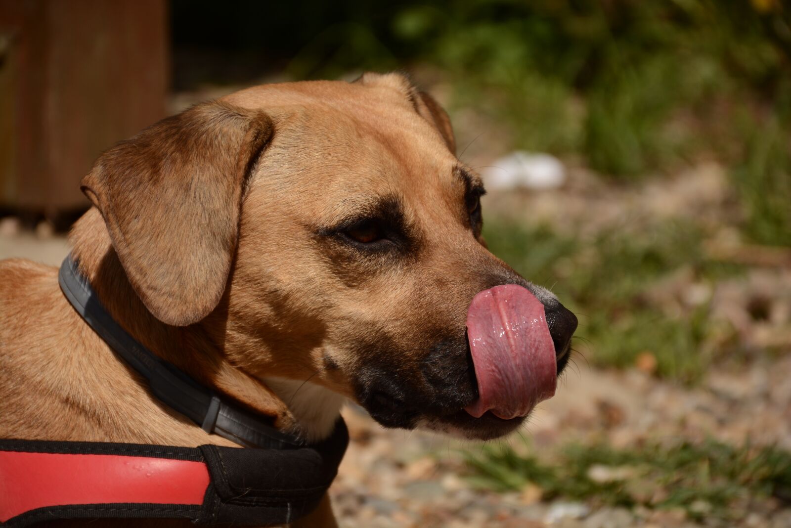Nikon D7100 sample photo. Dog, brown, animal photography
