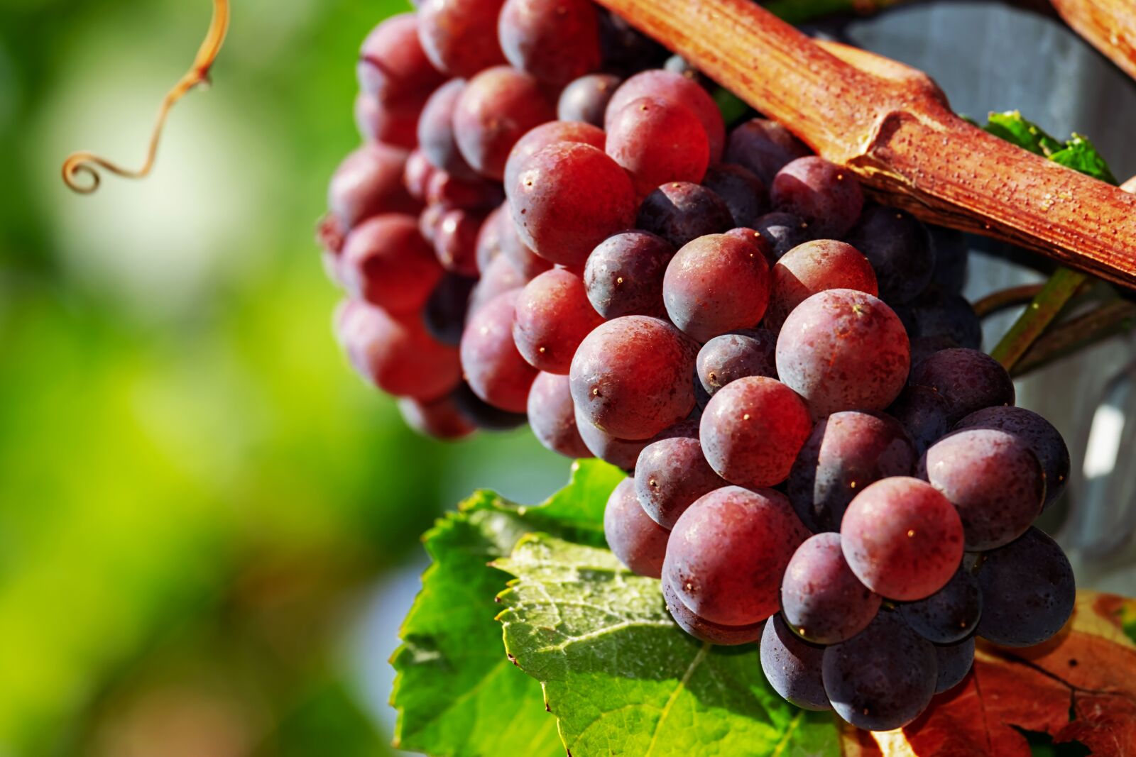 Fujifilm XF 55-200mm F3.5-4.8 R LM OIS sample photo. Grapes, fruit, red photography