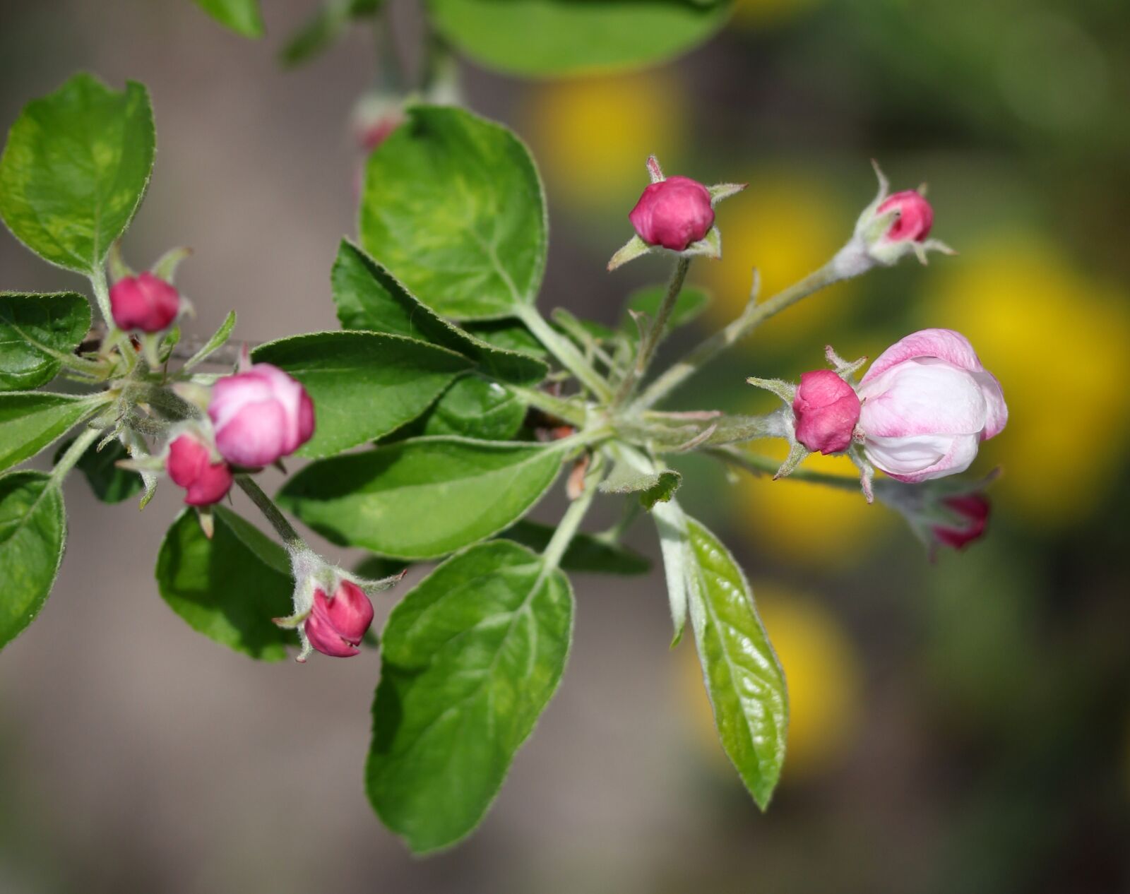 Canon EF-S 60mm F2.8 Macro USM sample photo. Flowers, pink, march photography