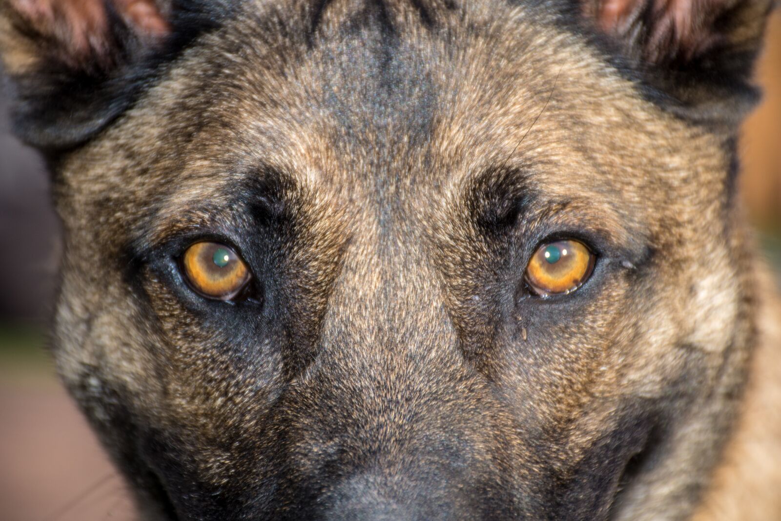 Nikon D7200 sample photo. Dog, animal, pets photography