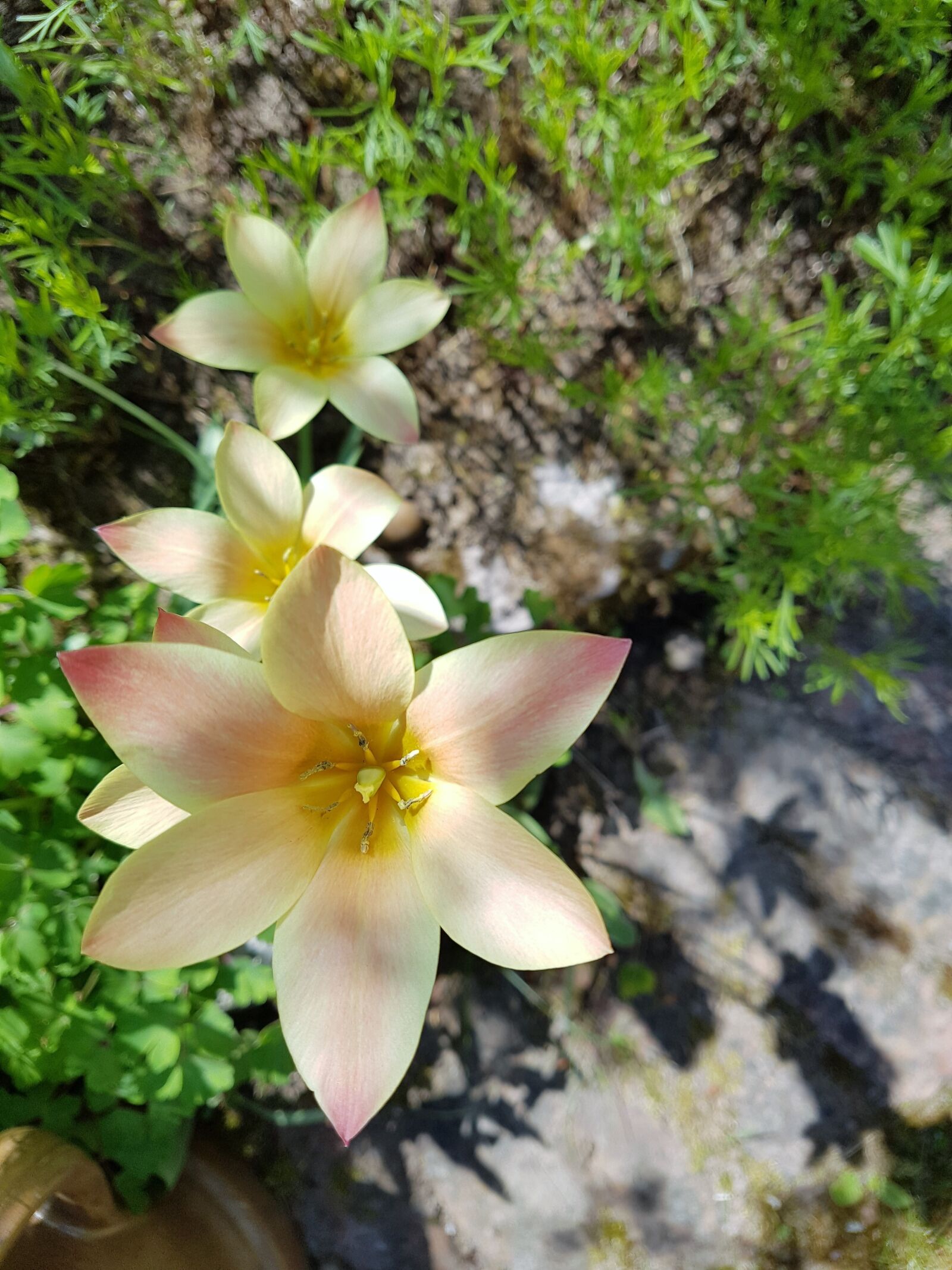 Samsung Galaxy S7 sample photo. Flower, plant, nature photography