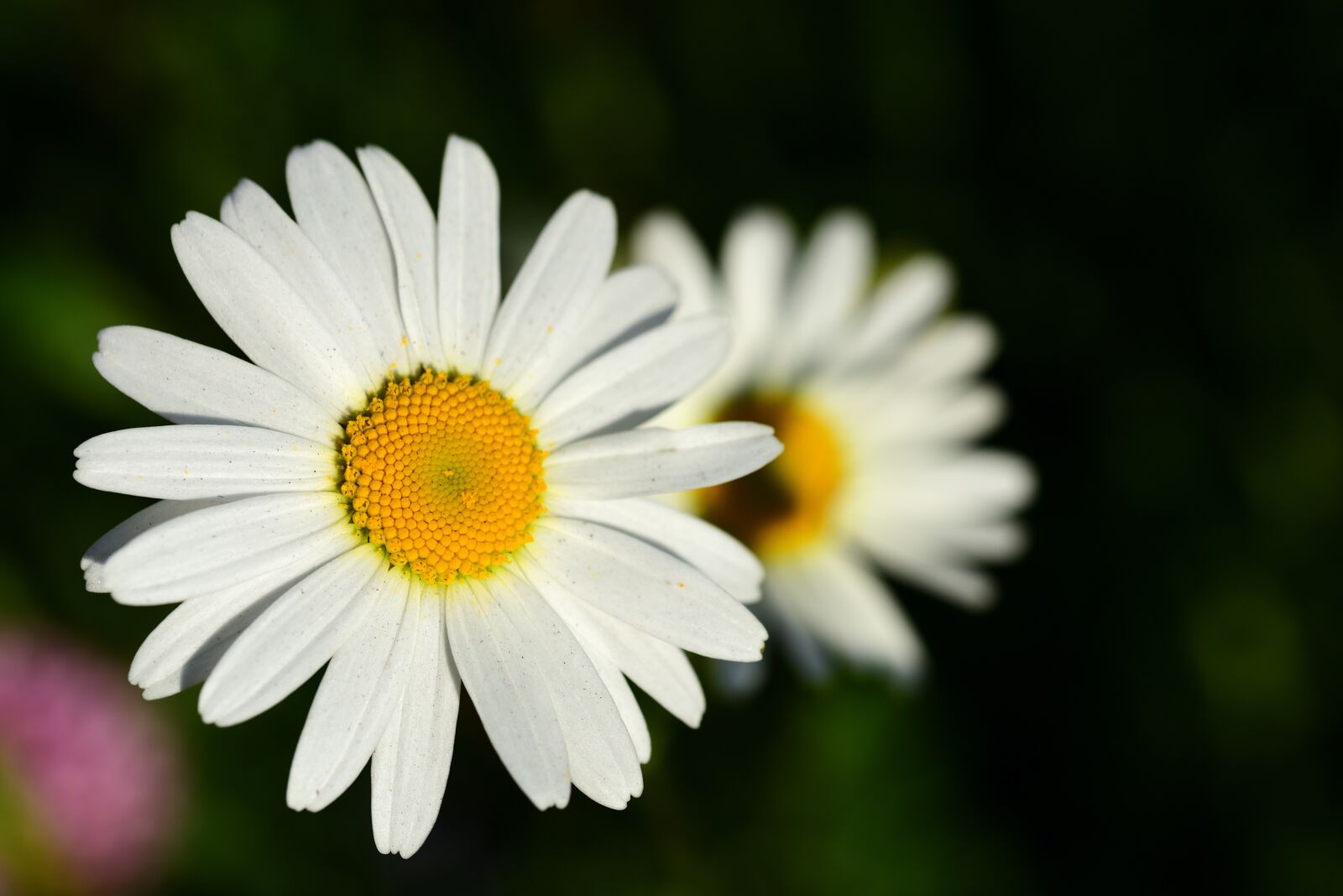 Nikon D750 sample photo. Marguerite, white, bloom photography