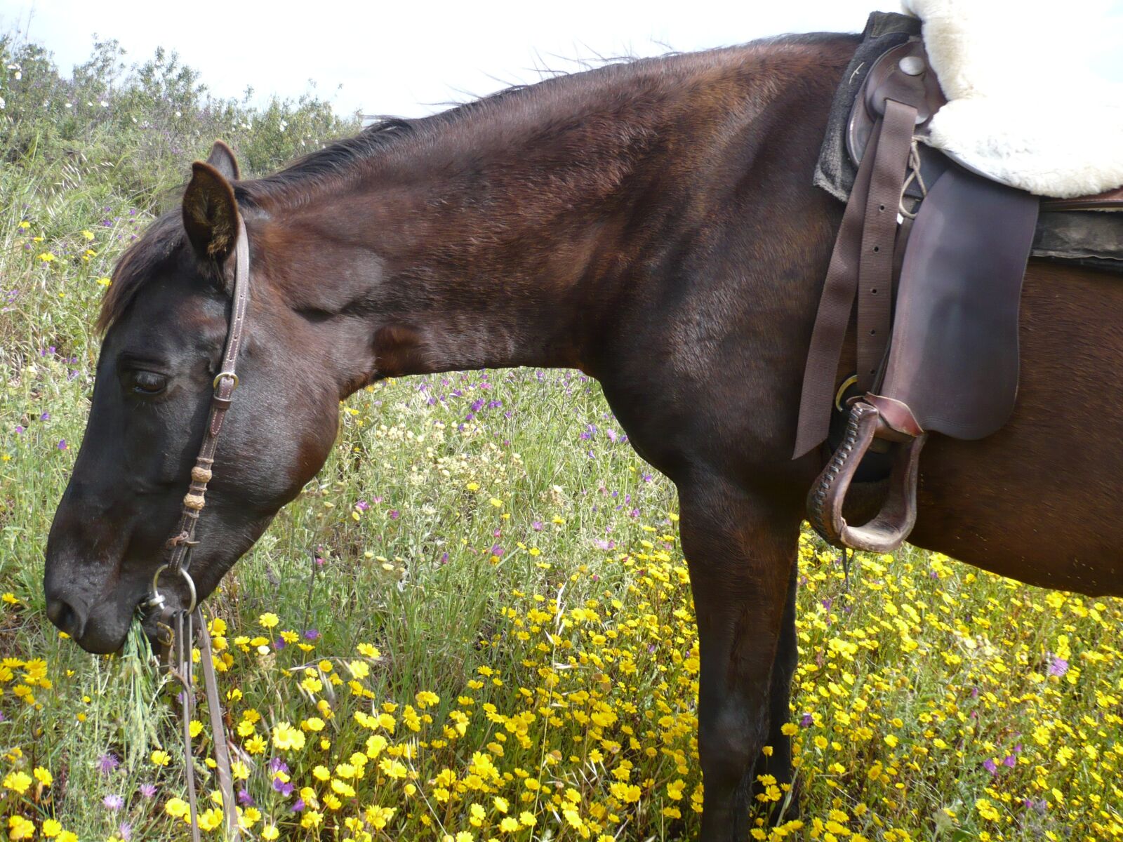 Panasonic DMC-FX12 sample photo. Horse, western riding, eat photography