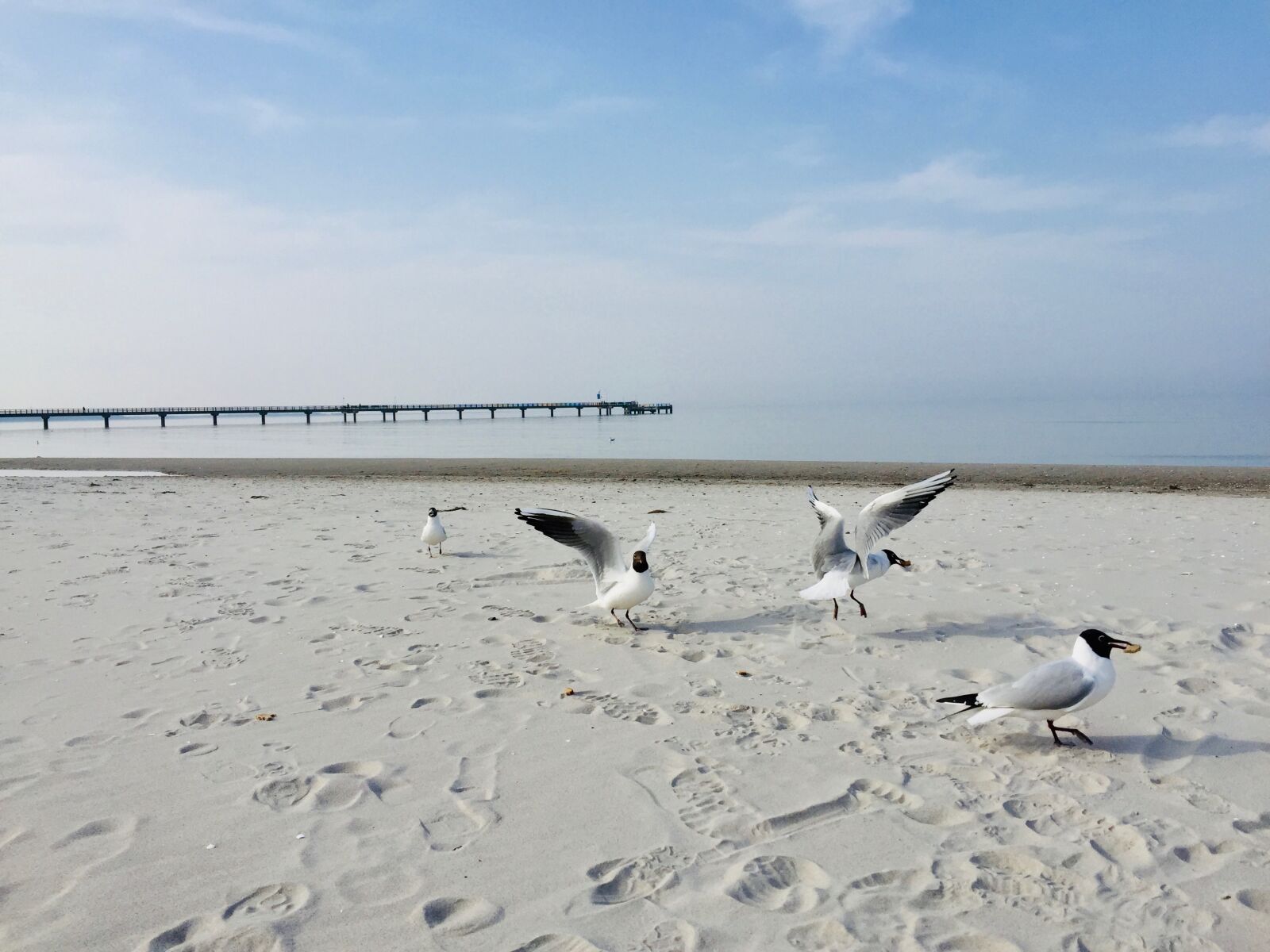 Apple iPhone 6 sample photo. Gulls, sea bridge, baltic photography