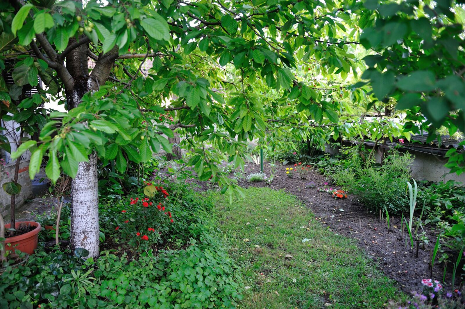 Nikon D700 sample photo. Cherry tree, dwarf rose photography