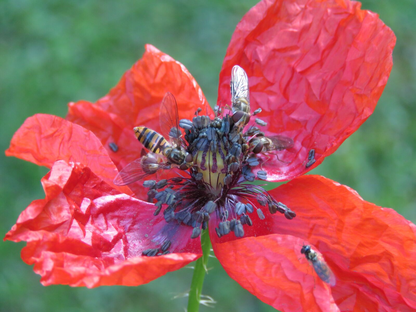Canon PowerShot SX60 HS sample photo. Poppy, insects, flower photography