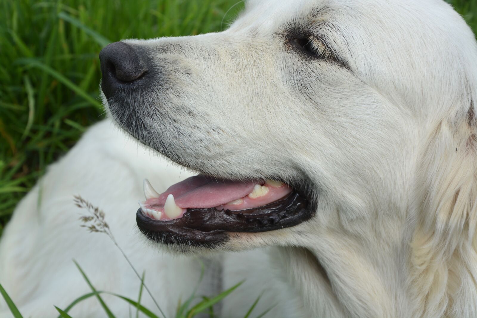 Nikon D5200 sample photo. Dog, golden retriever, dog's photography