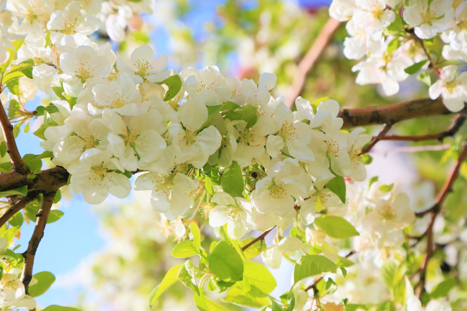Canon EF 24-105mm F4L IS USM sample photo. Flowers, spring, nature photography