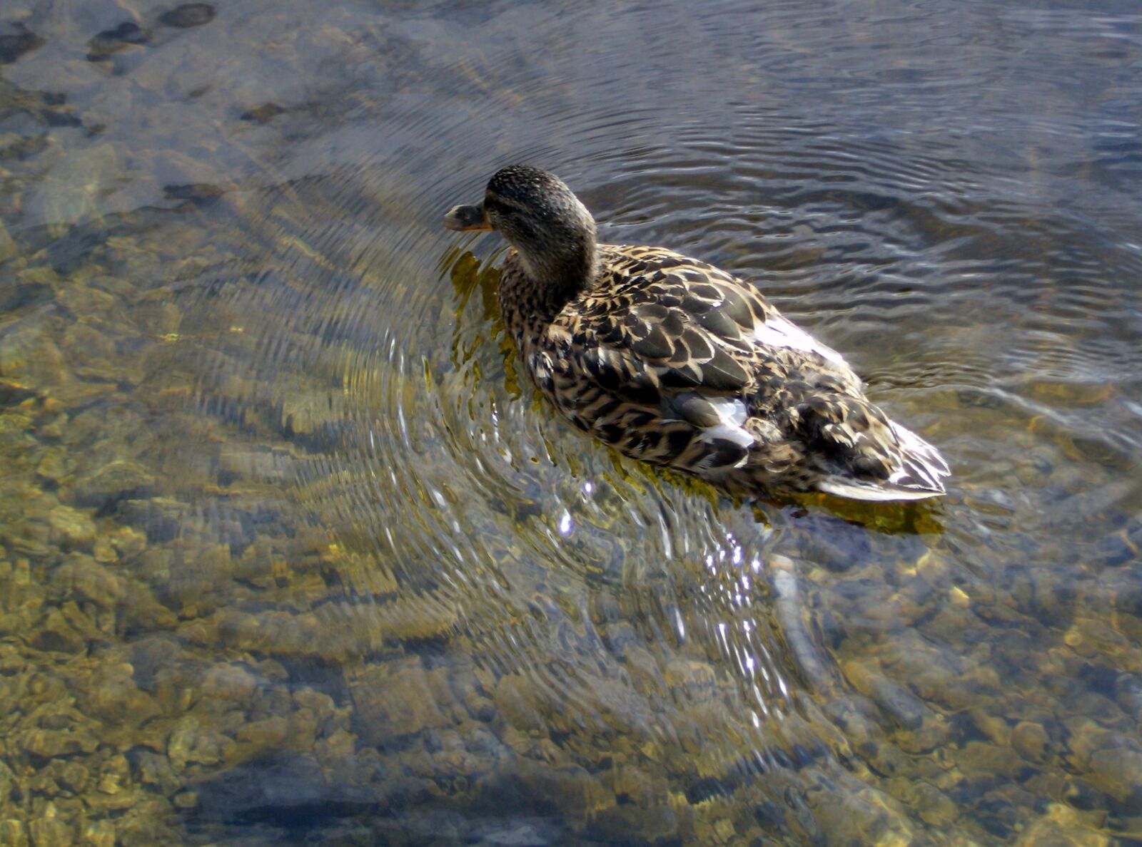 HP Photosmart M425 sample photo. Duck, nature, water photography
