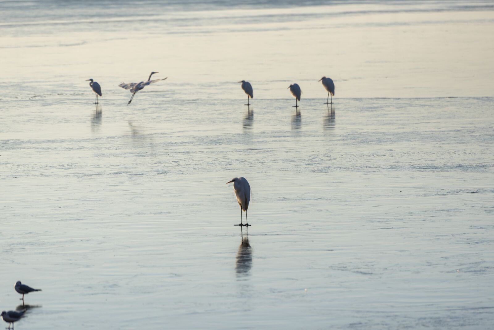Nikon D750 sample photo. Ice, frozen, birds photography