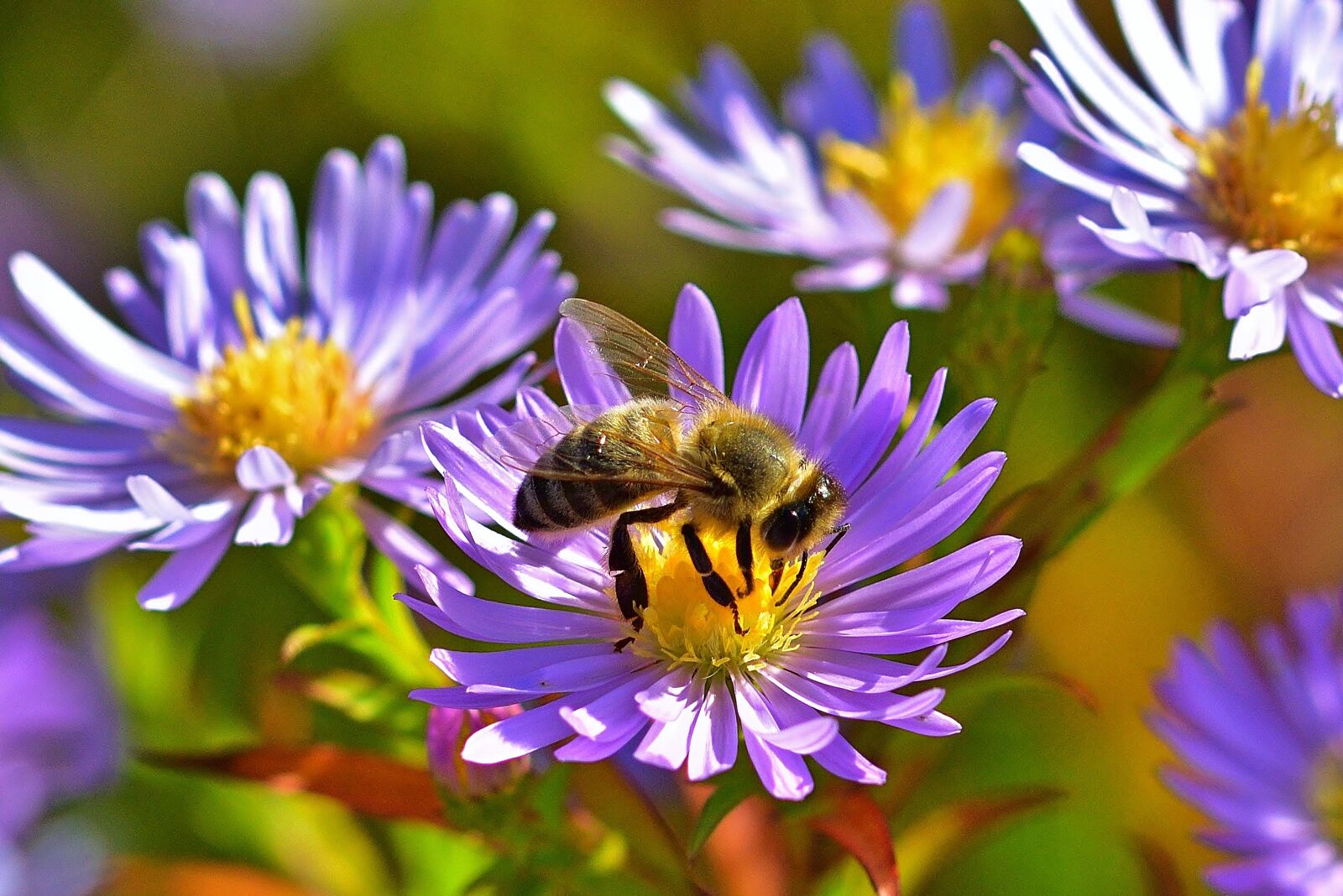 Nikon D5200 sample photo. Autumn, garden, aster photography
