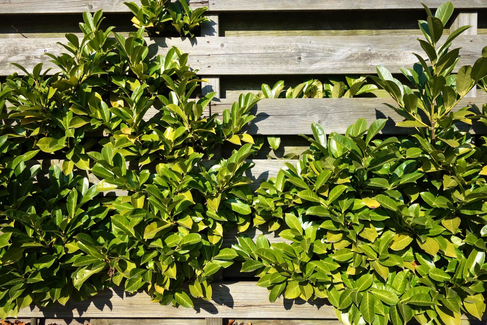Sony Cyber-shot DSC-RX100 sample photo. Fence, wooden fence, plank photography
