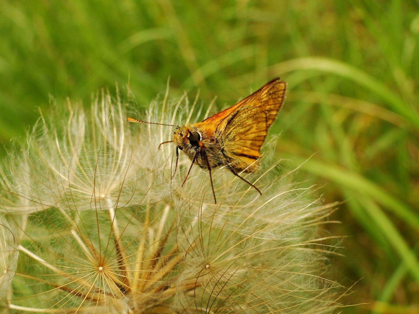 Sony Cyber-shot DSC-HX1 sample photo. Nature, insect, butterfly day photography