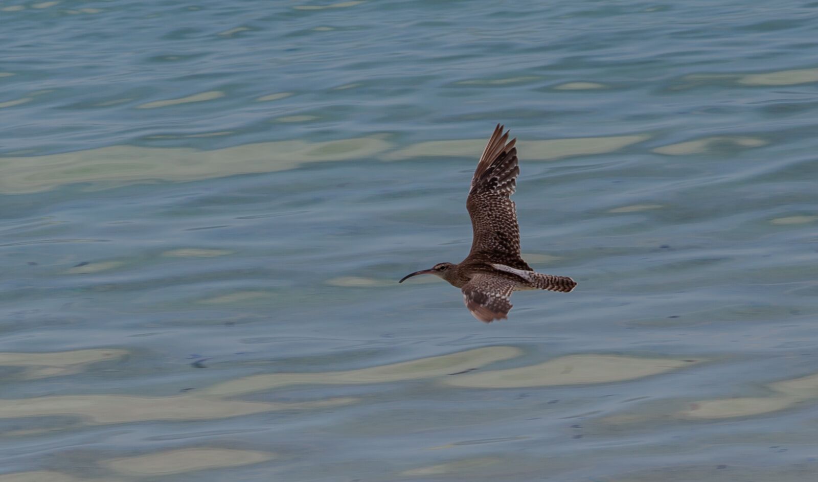 Canon EOS 5D Mark II + Canon EF 70-200mm F4L USM sample photo. Curlew in flight, curlew photography