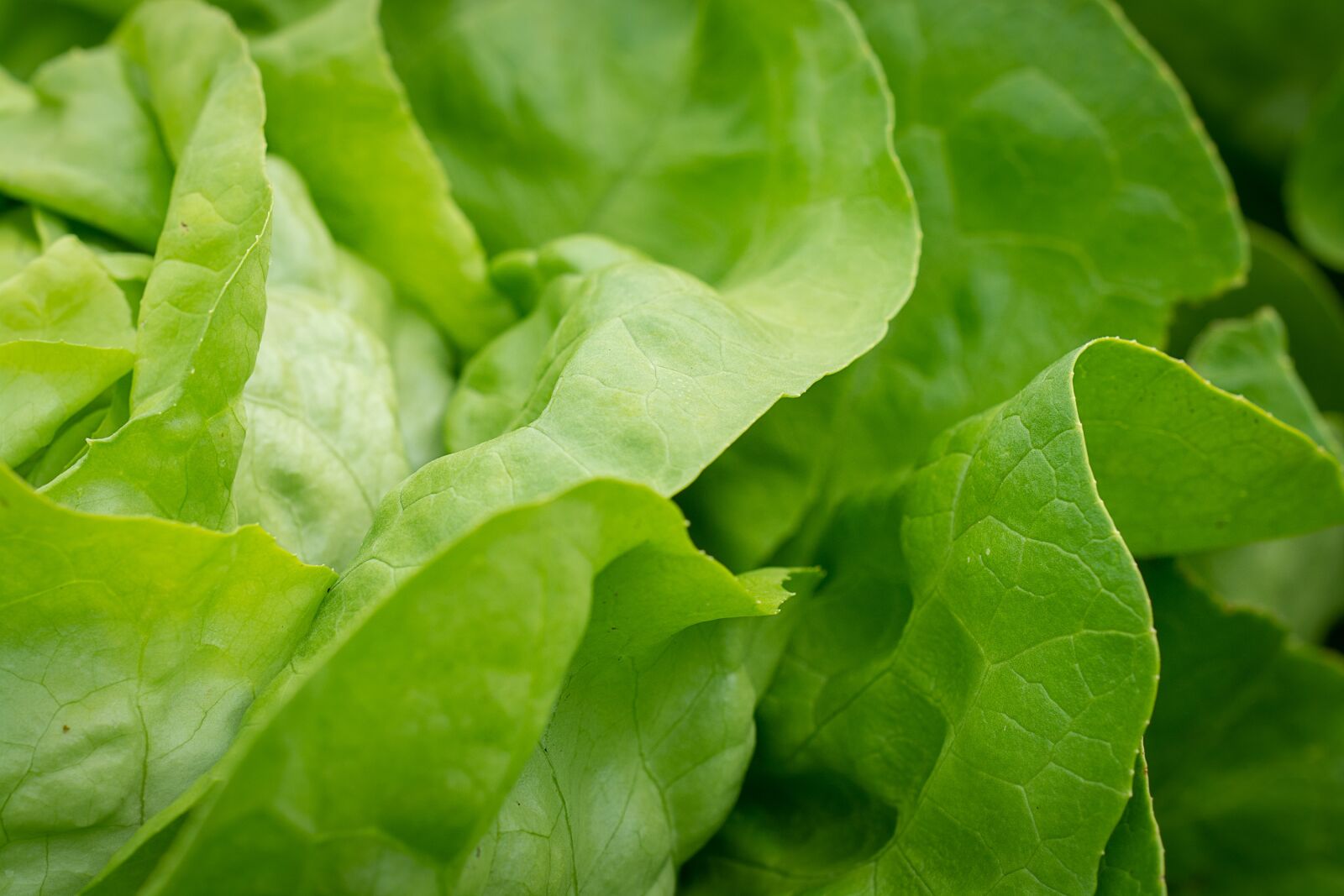 Nikon D7100 sample photo. Salad, lettuce leaves, lettuce photography