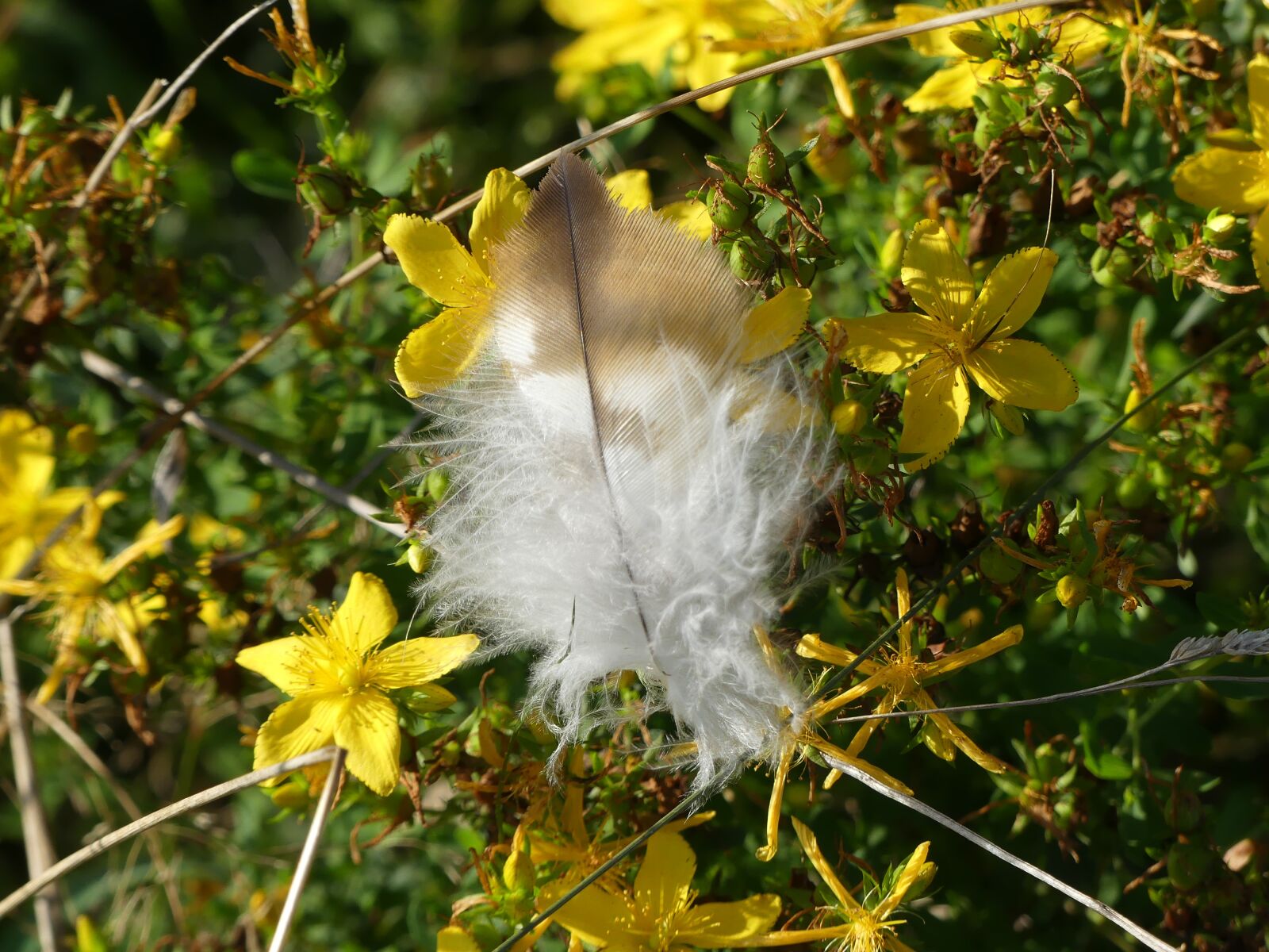 Panasonic Lumix DMC-FZ300 sample photo. Feather, flowers, yellow photography