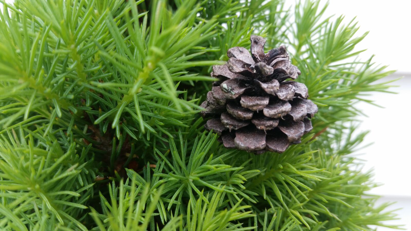 Samsung Galaxy S5 sample photo. Pine cone, little, green photography