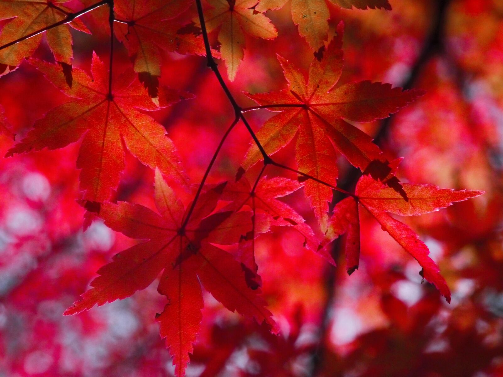 Panasonic Lumix DMC-GX1 sample photo. Autumnal leaves, autumn, aomoriya photography