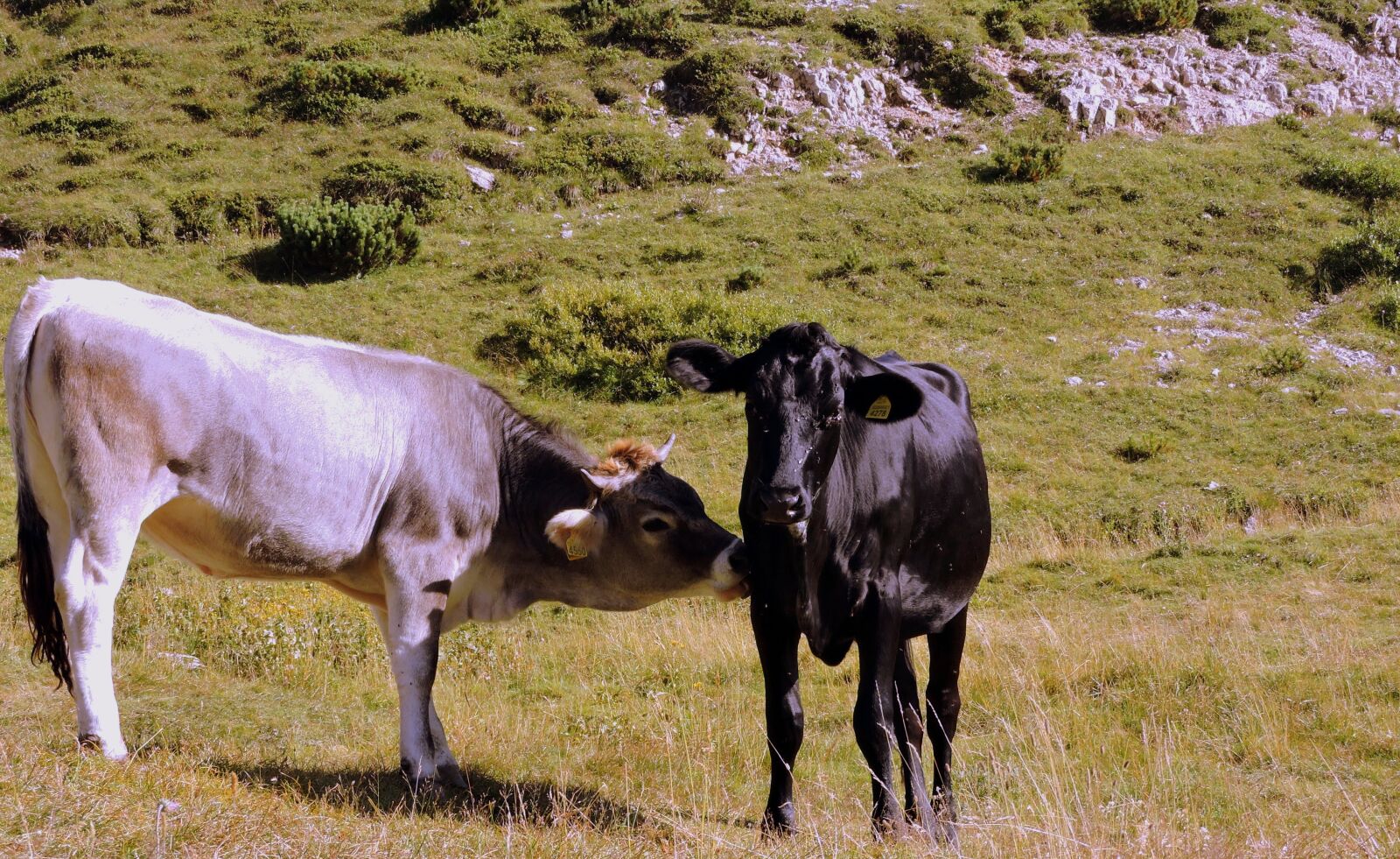 Nikon Coolpix P600 sample photo. Cow, lick, pasture photography