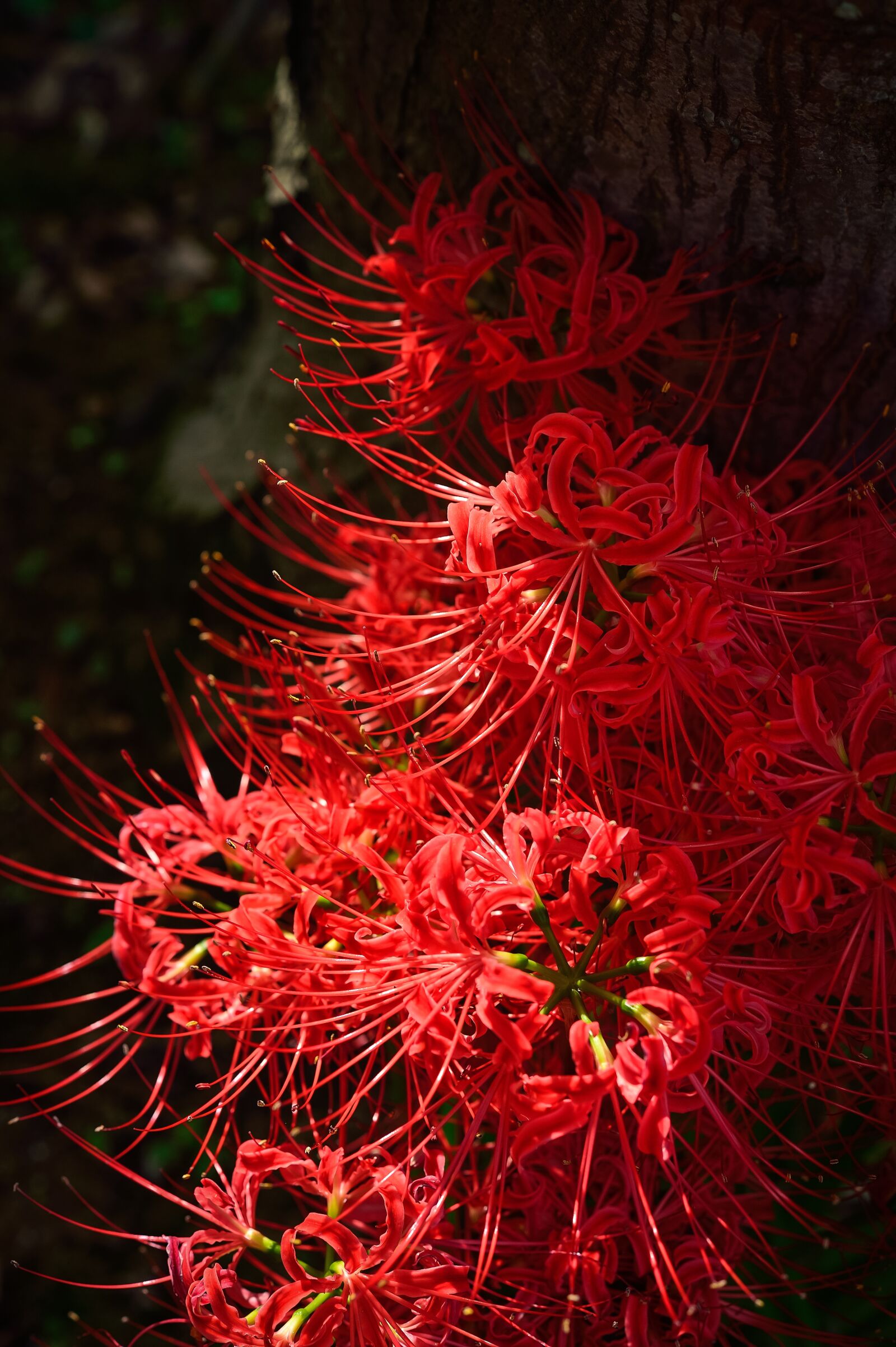 Nikon Df sample photo. Natural, autumn, amaryllis photography