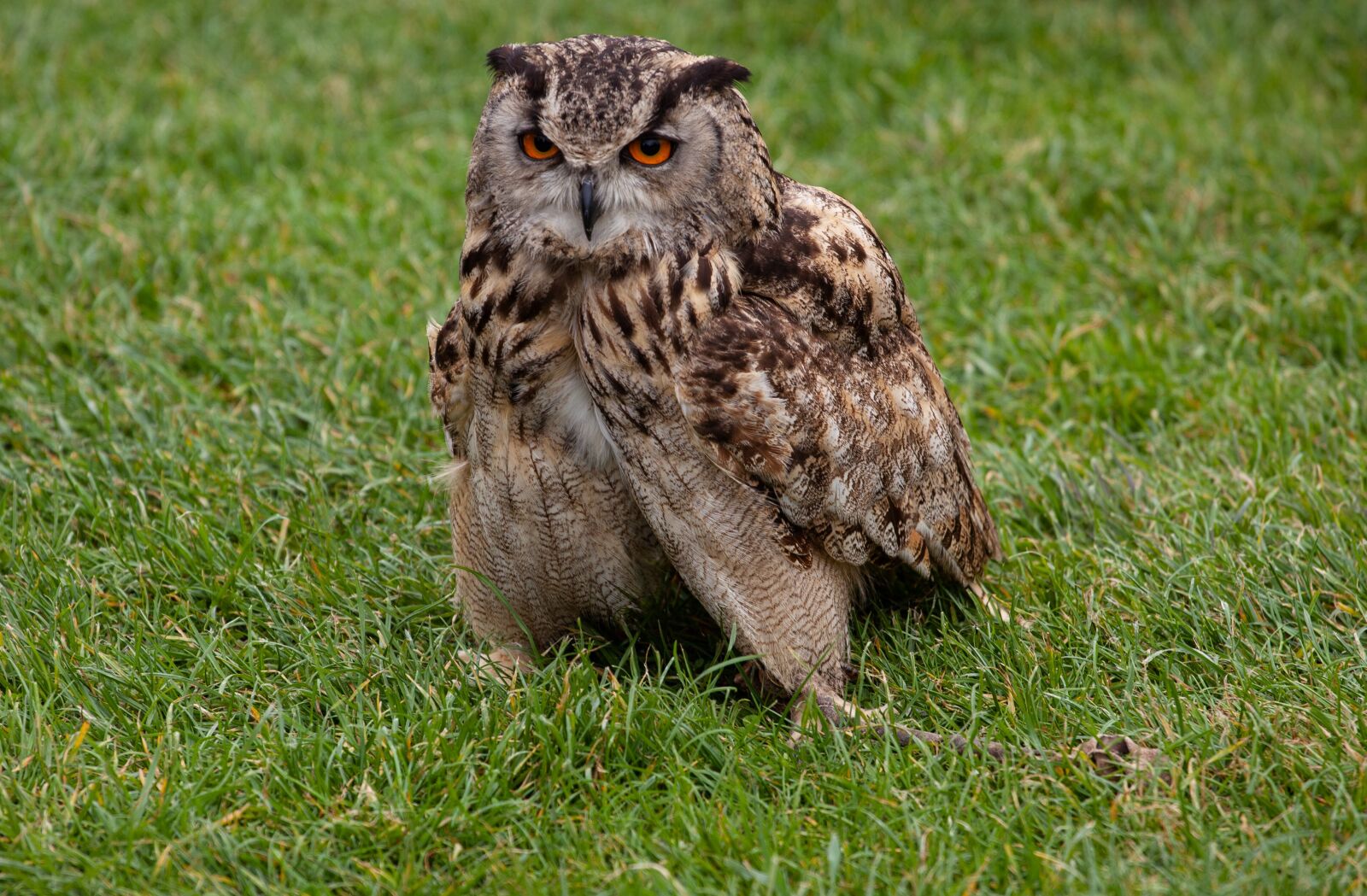 Canon EOS 5D Mark II sample photo. Owl, tawney owl, feathers photography