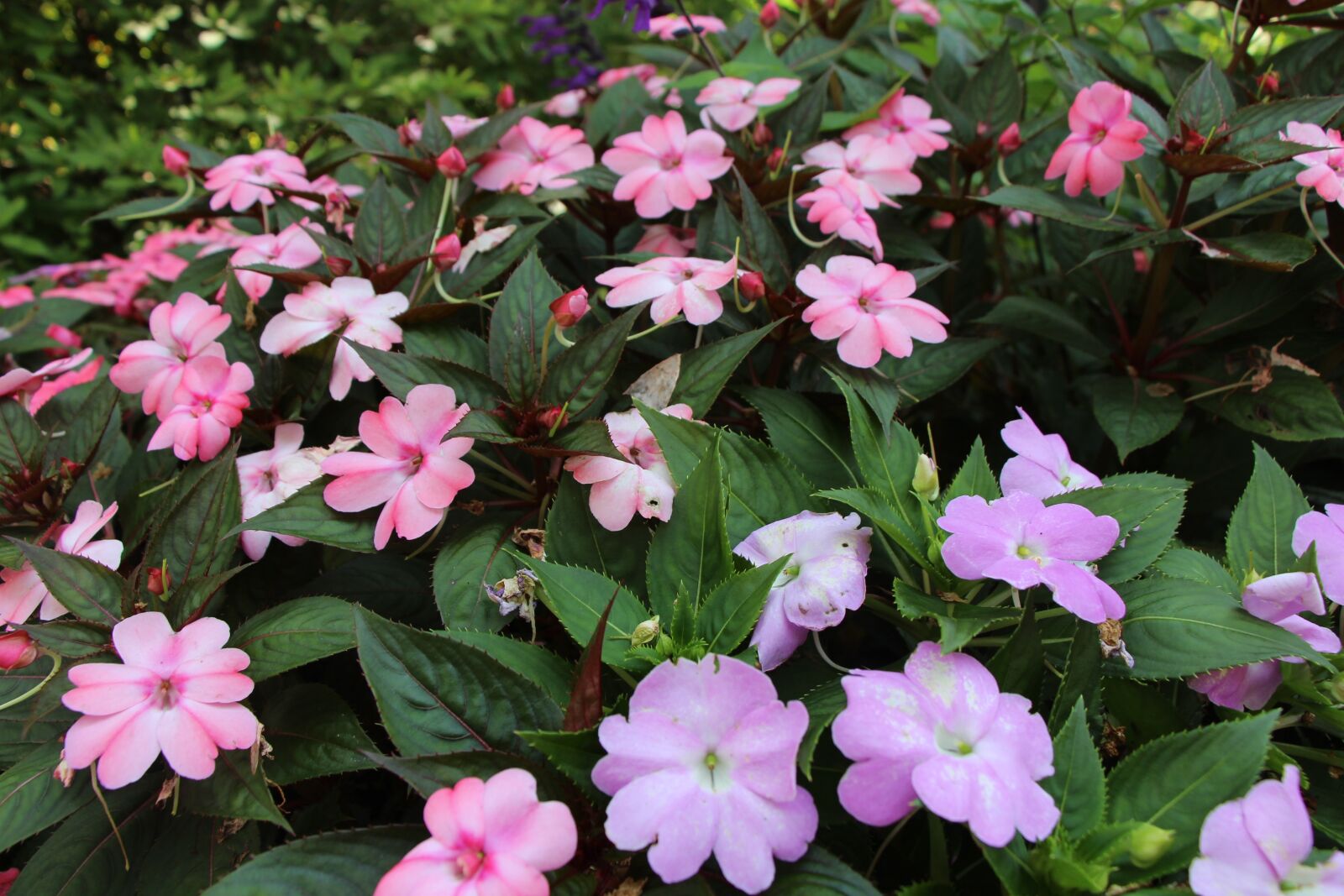 Canon EOS 700D (EOS Rebel T5i / EOS Kiss X7i) sample photo. Park, garden, flowers photography