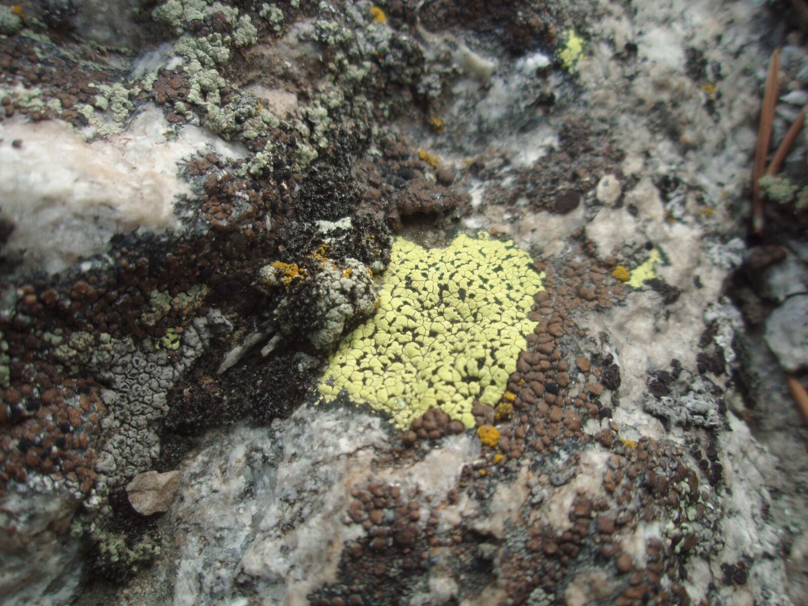 Olympus u740,S740 sample photo. Lichen, nature, fungus photography