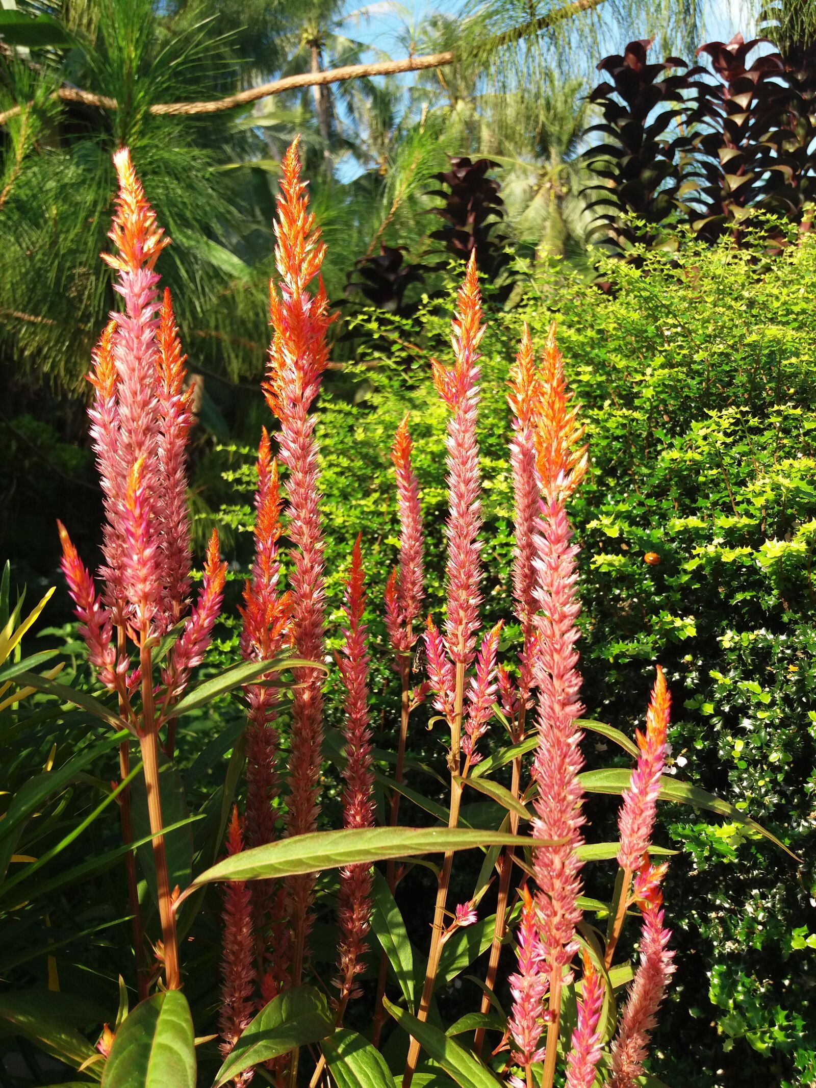 Samsung Galaxy J5(2016) sample photo. Flowers, garden, beautiful photography