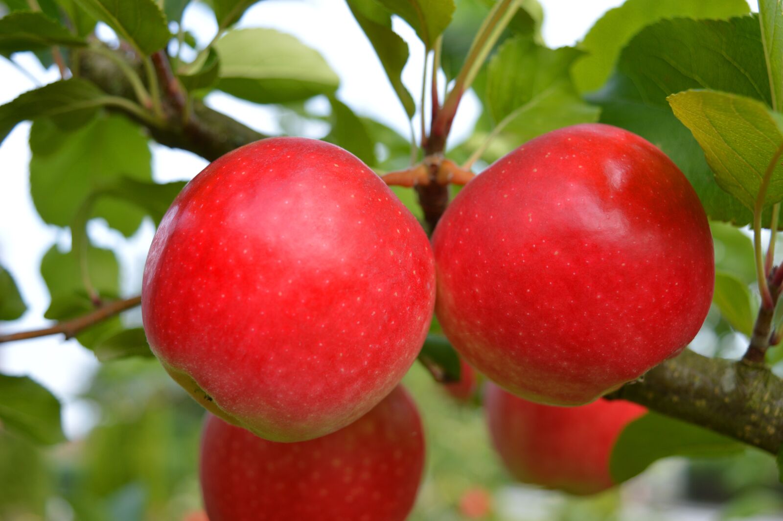 Nikon D3200 sample photo. Apple, red, fruit photography