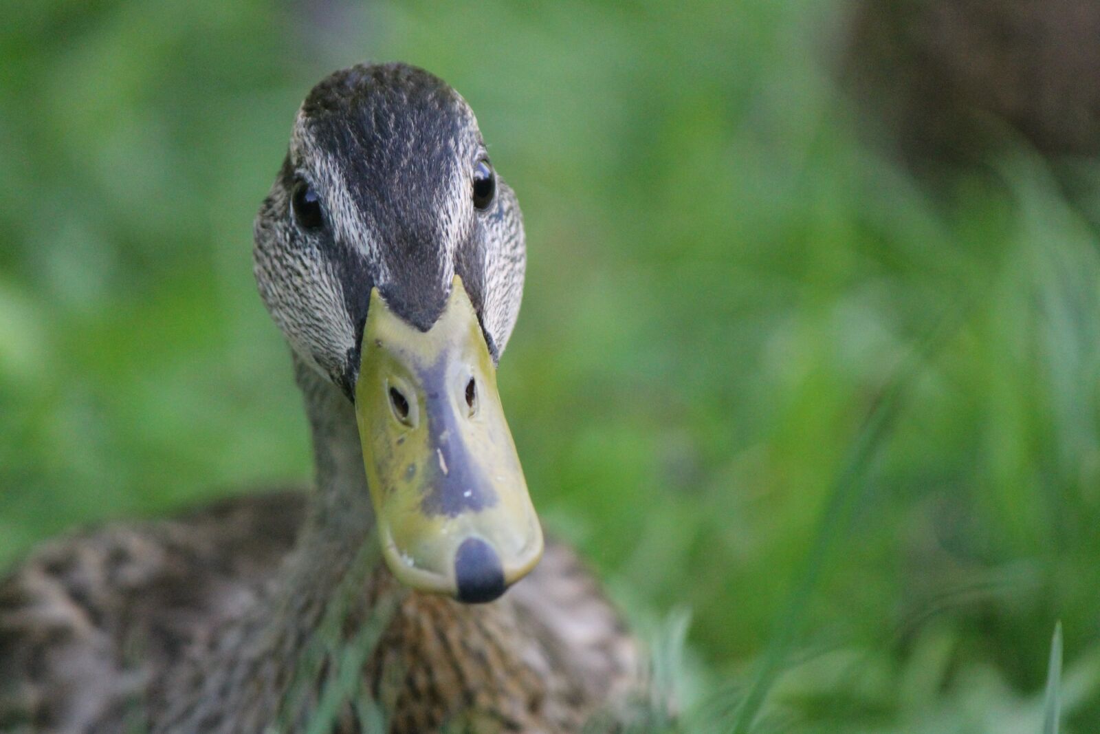 Canon EOS 1100D (EOS Rebel T3 / EOS Kiss X50) sample photo. Duck, brown, green photography