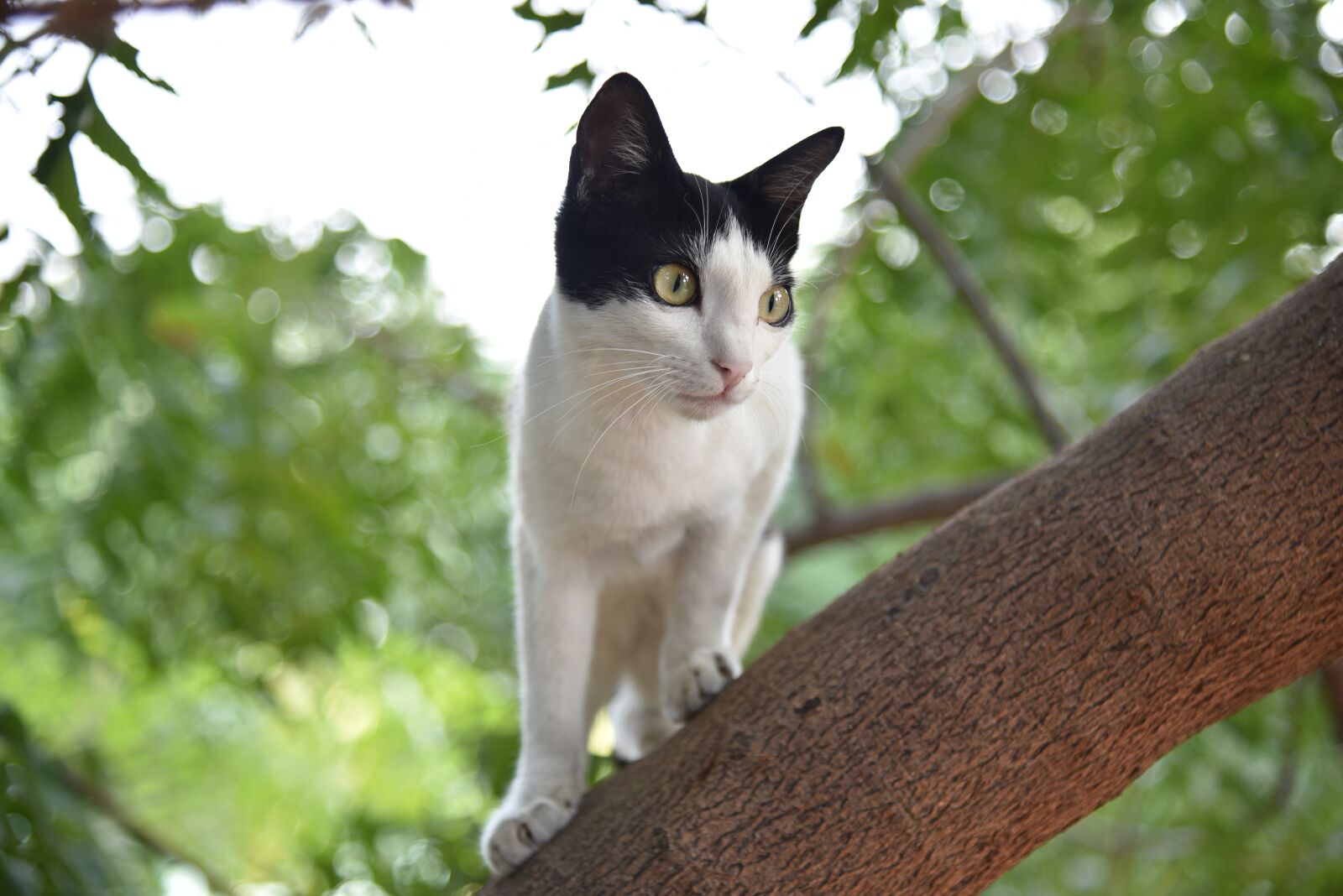 Nikon D750 sample photo. Nature, animal, cute photography