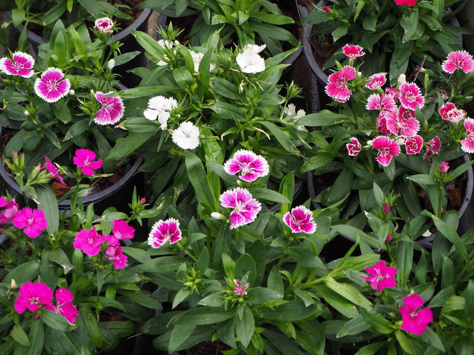 Olympus OM-D E-M10 II sample photo